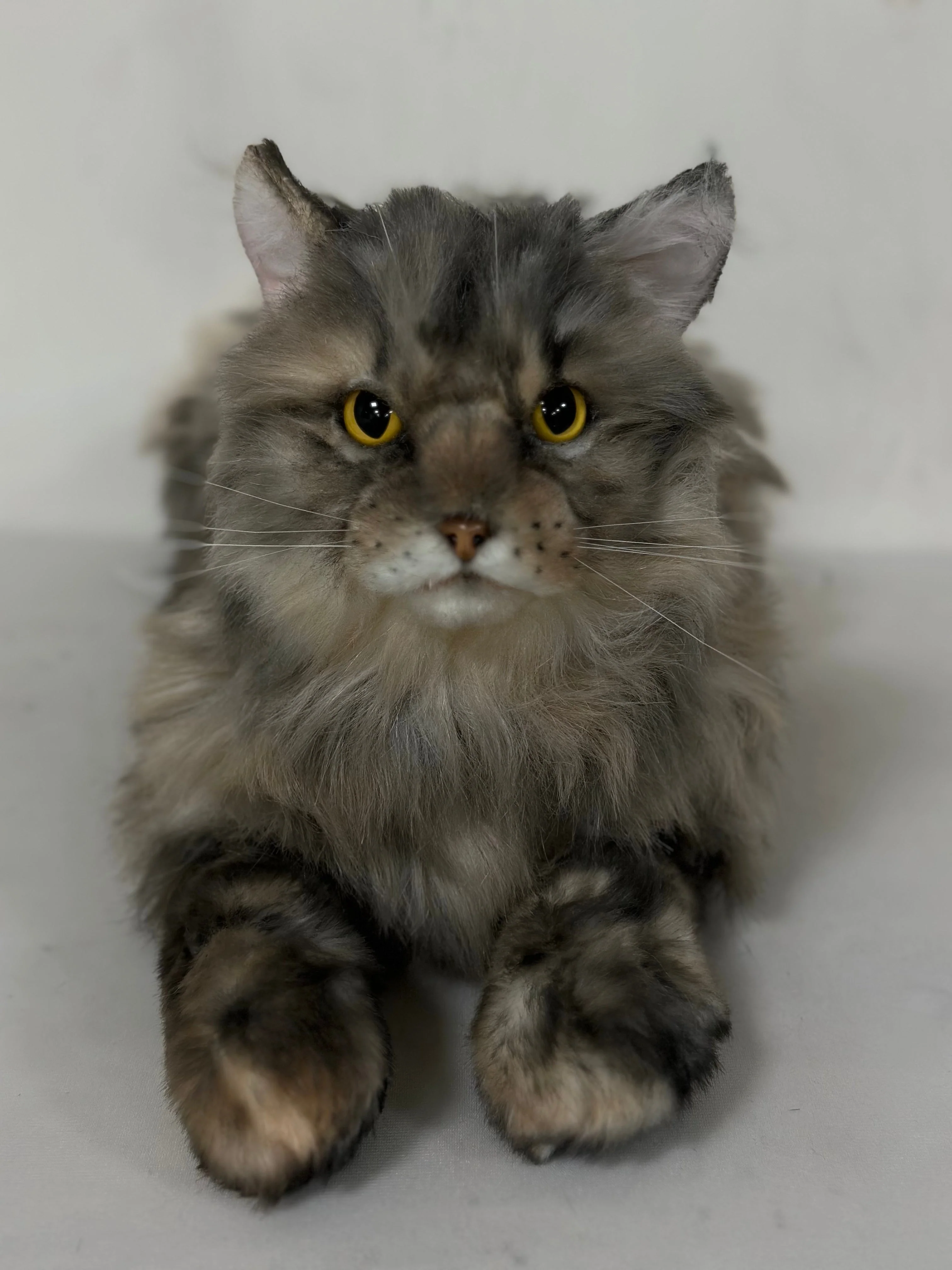 Plush American Tabby Cat Longhair Order to Make