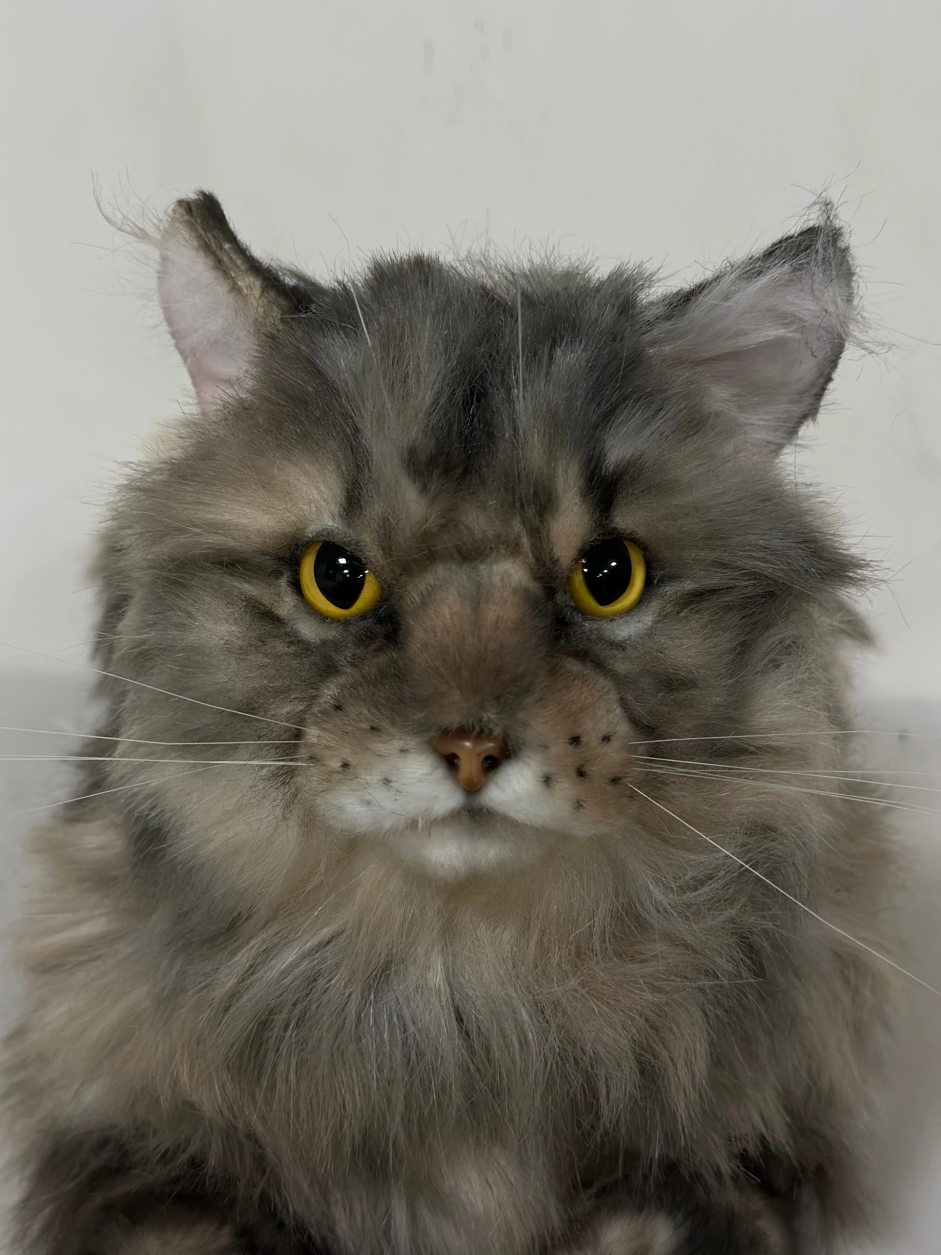 Plush American Tabby Cat Longhair Order to Make - Image 2
