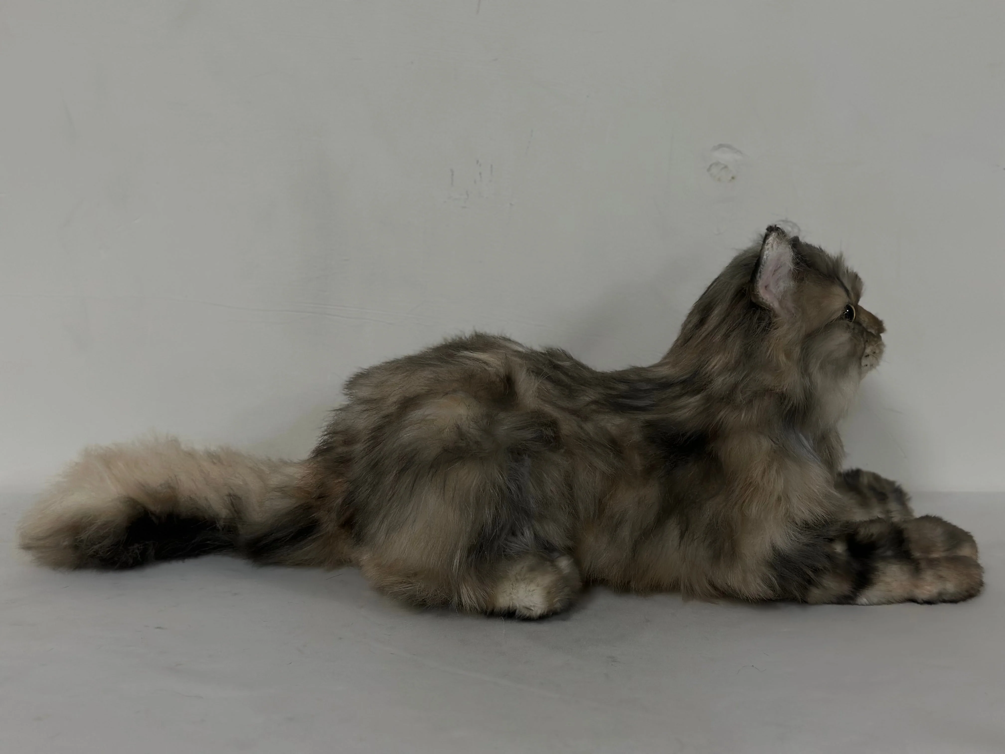 Plush American Tabby Cat Longhair Order to Make - Image 4