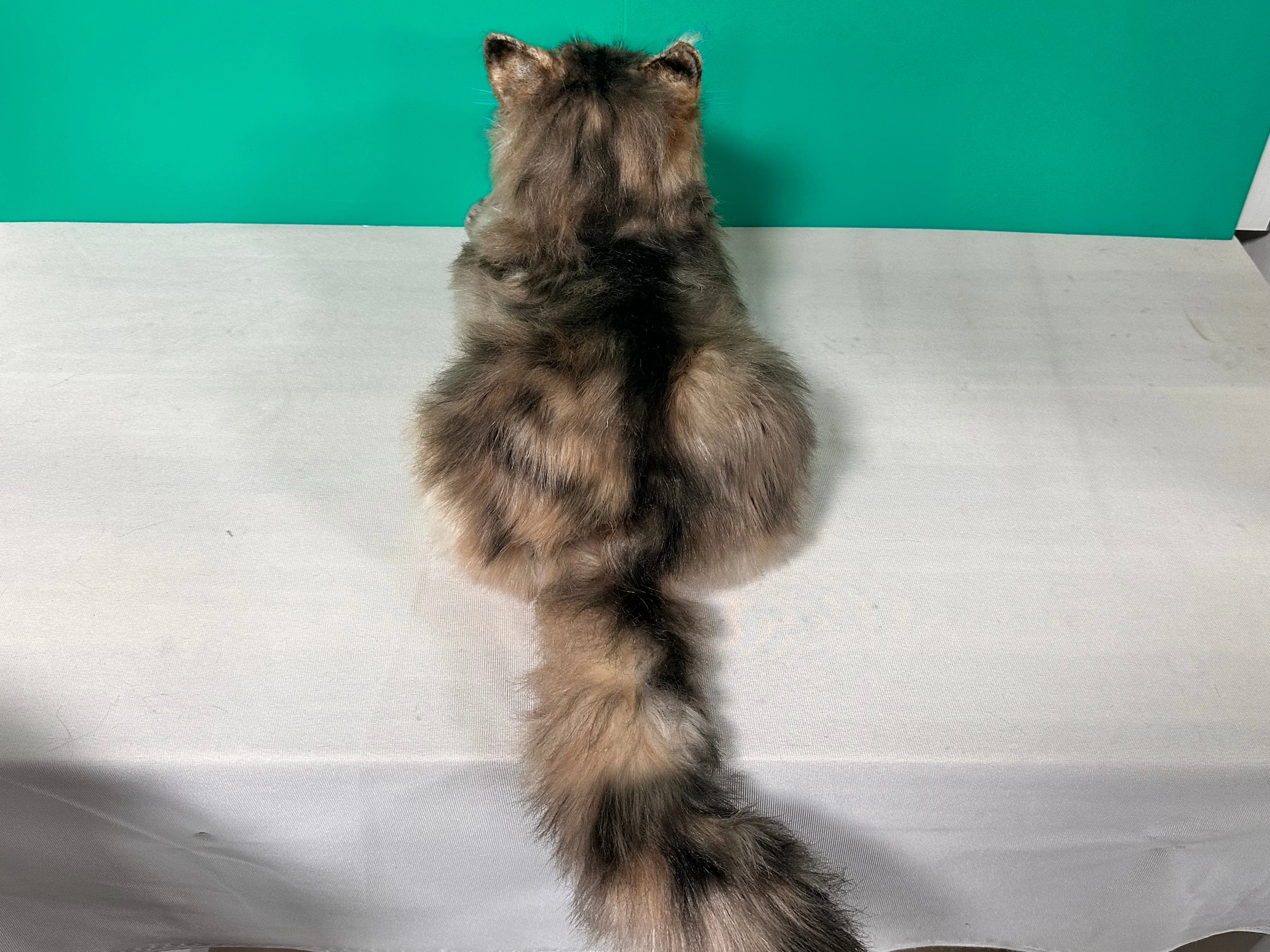 Plush Norwegian Forest Cat Order to Make - Image 5