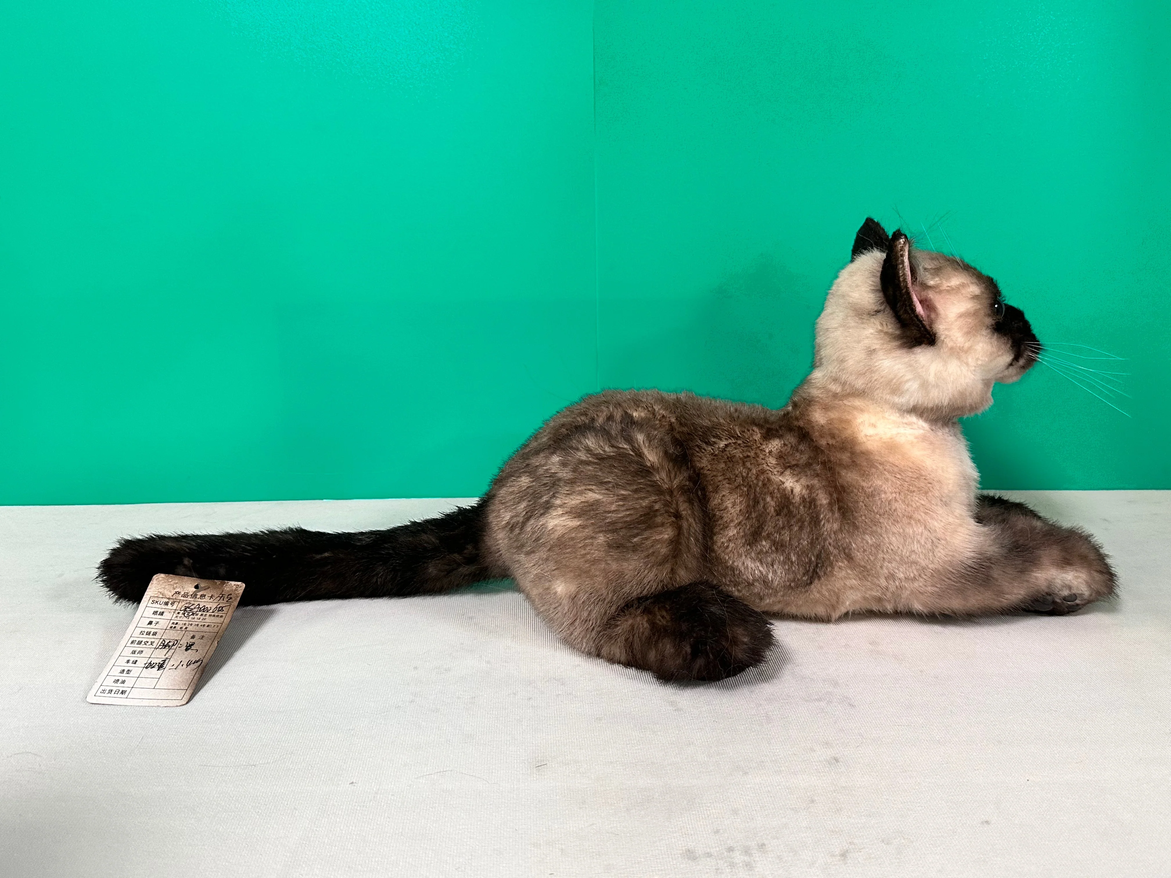Plush Siamese Shorthair Cat Order to Make - Image 3