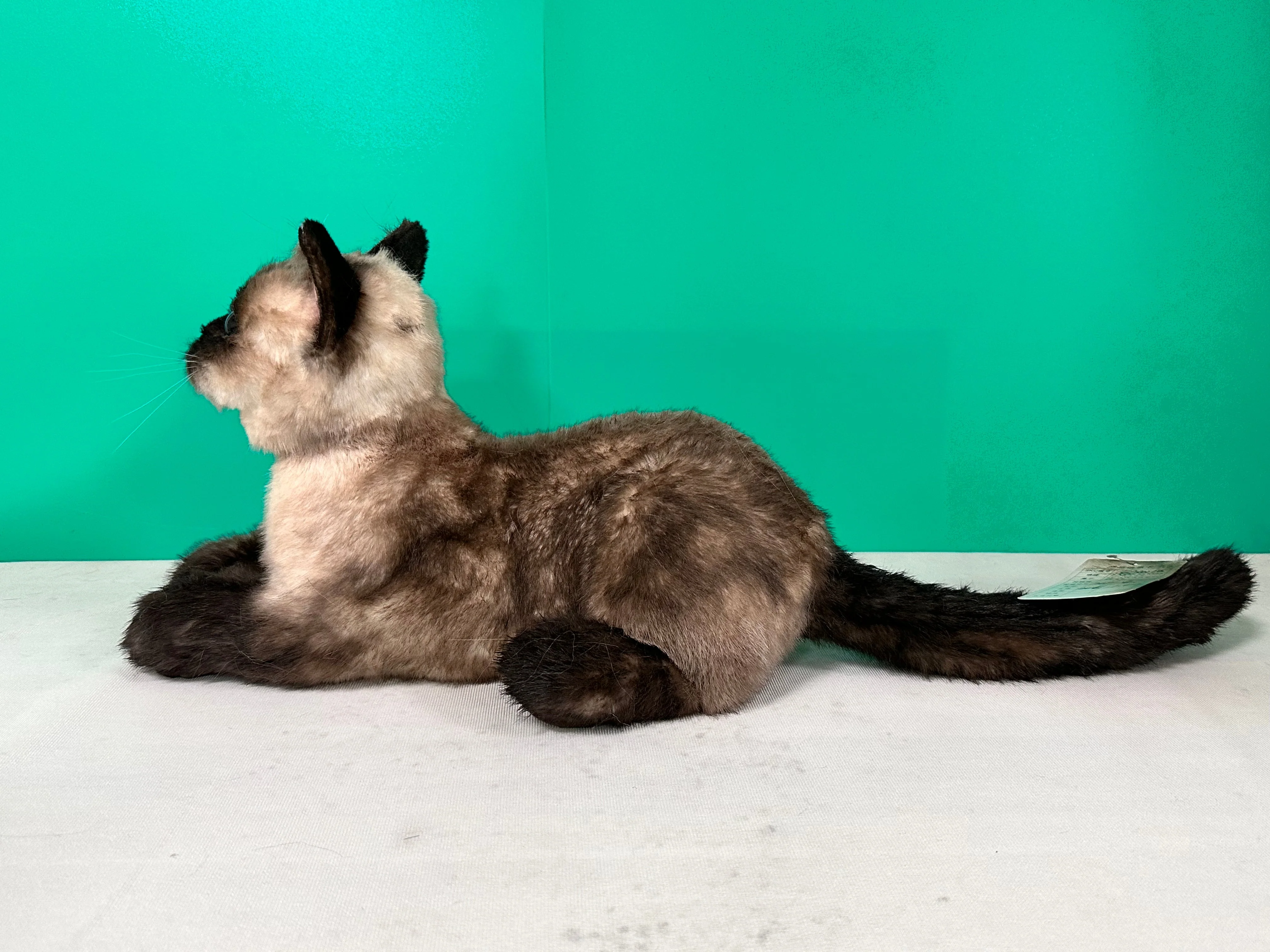 Plush Siamese Shorthair Cat Order to Make - Image 5