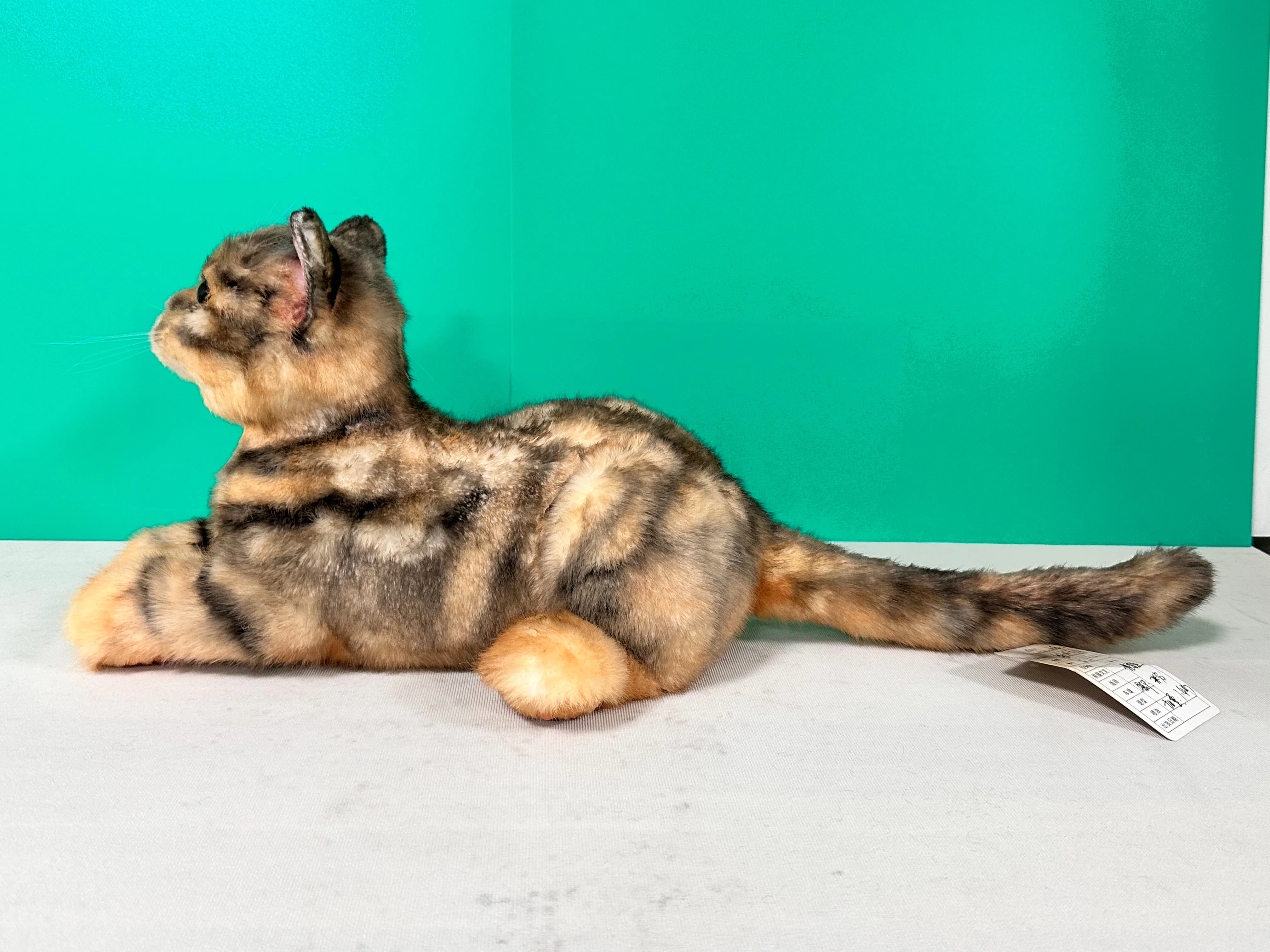 Plush Siamese Shorthair Cat Order to Make - Image 4
