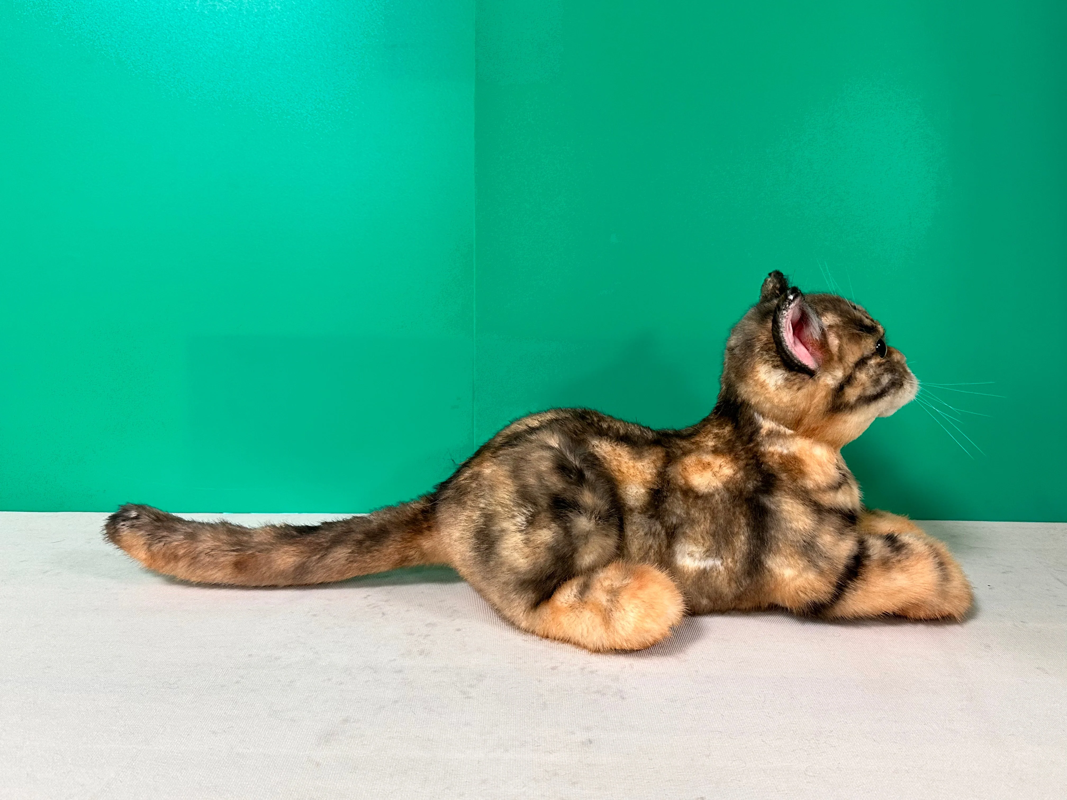 Plush Siamese Shorthair Cat Order to Make - Image 5