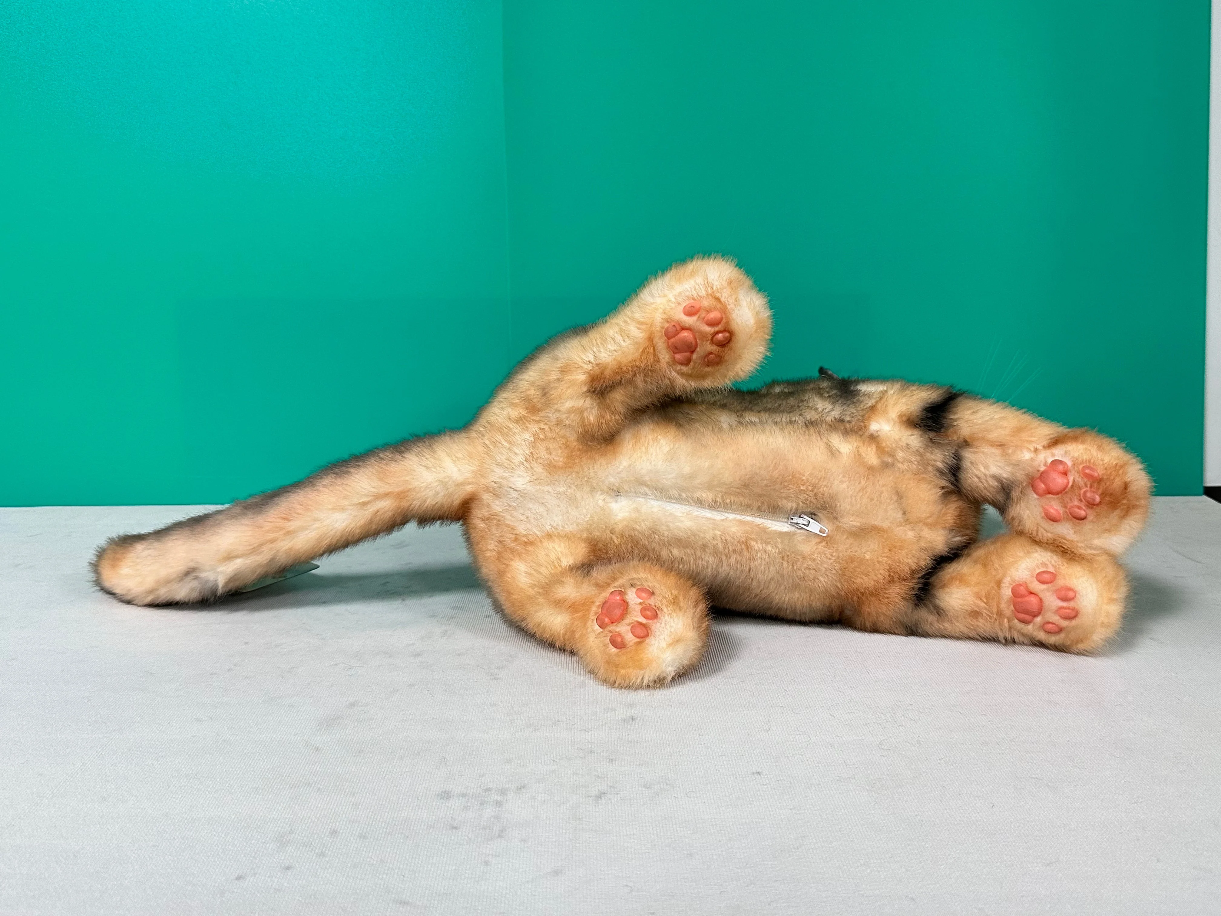Plush Siamese Shorthair Cat Order to Make - Image 7