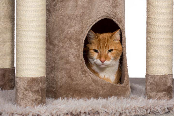 Prevue Kitty Power Paws® Siberian Mountain Cat Tree (61" H) - Image 5