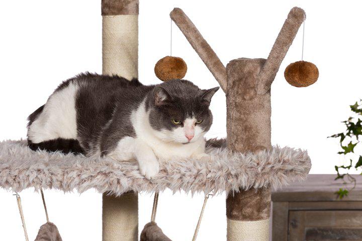 Prevue Kitty Power Paws® Siberian Mountain Cat Tree (61" H) - Image 6