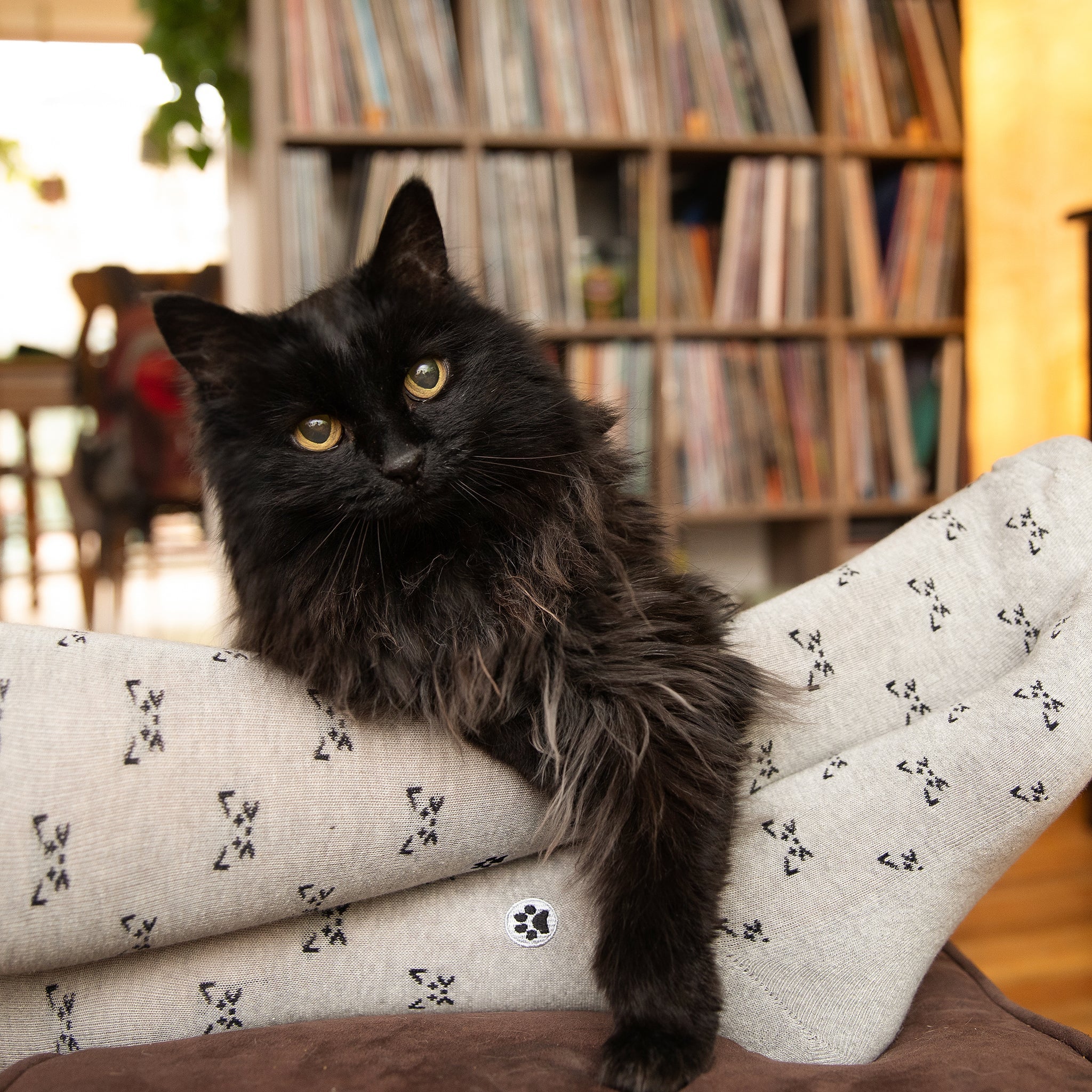 Save Cats Gift Box - Image 4
