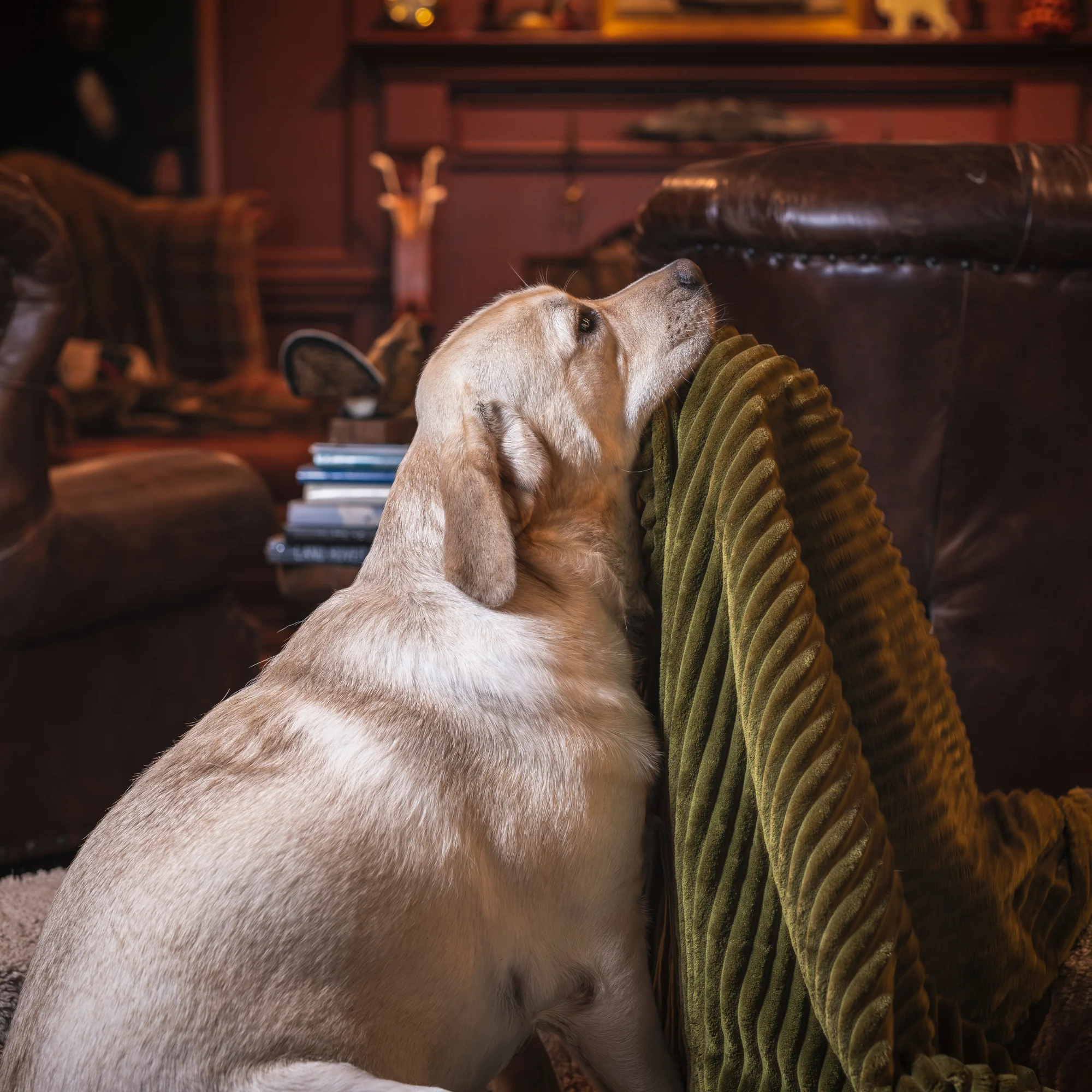 Scout Blankie Double-Sided Plush Dog Blanket - Image 15