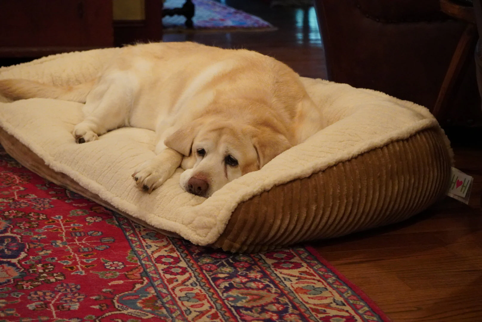 Scout Perfect Bolster Dog Bed - Image 14