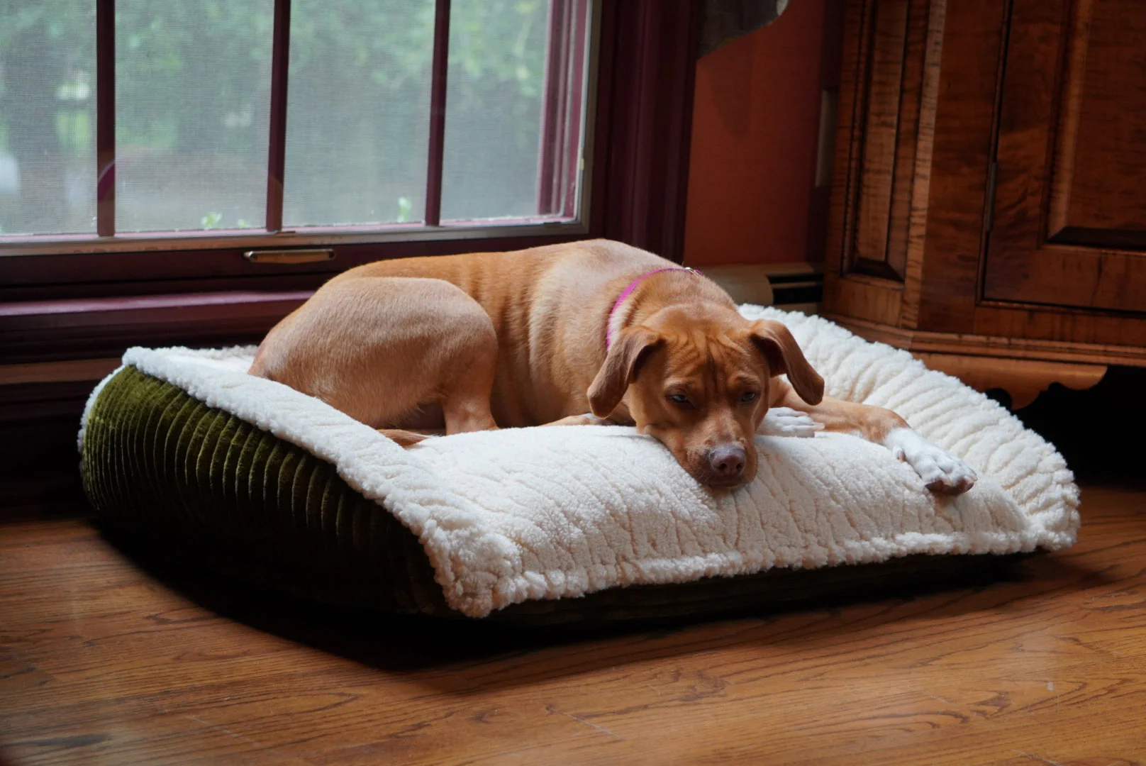 Scout Perfect Bolster Dog Bed - Image 15