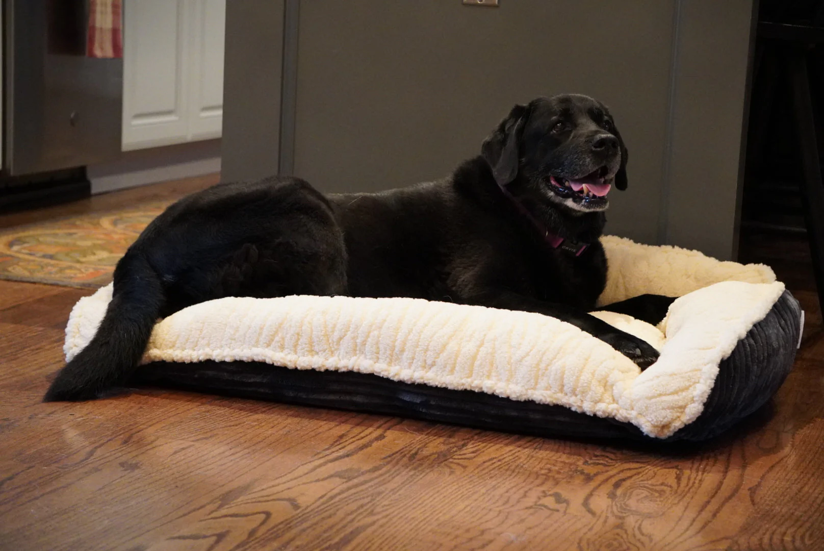 Scout Perfect Bolster Dog Bed - Image 16