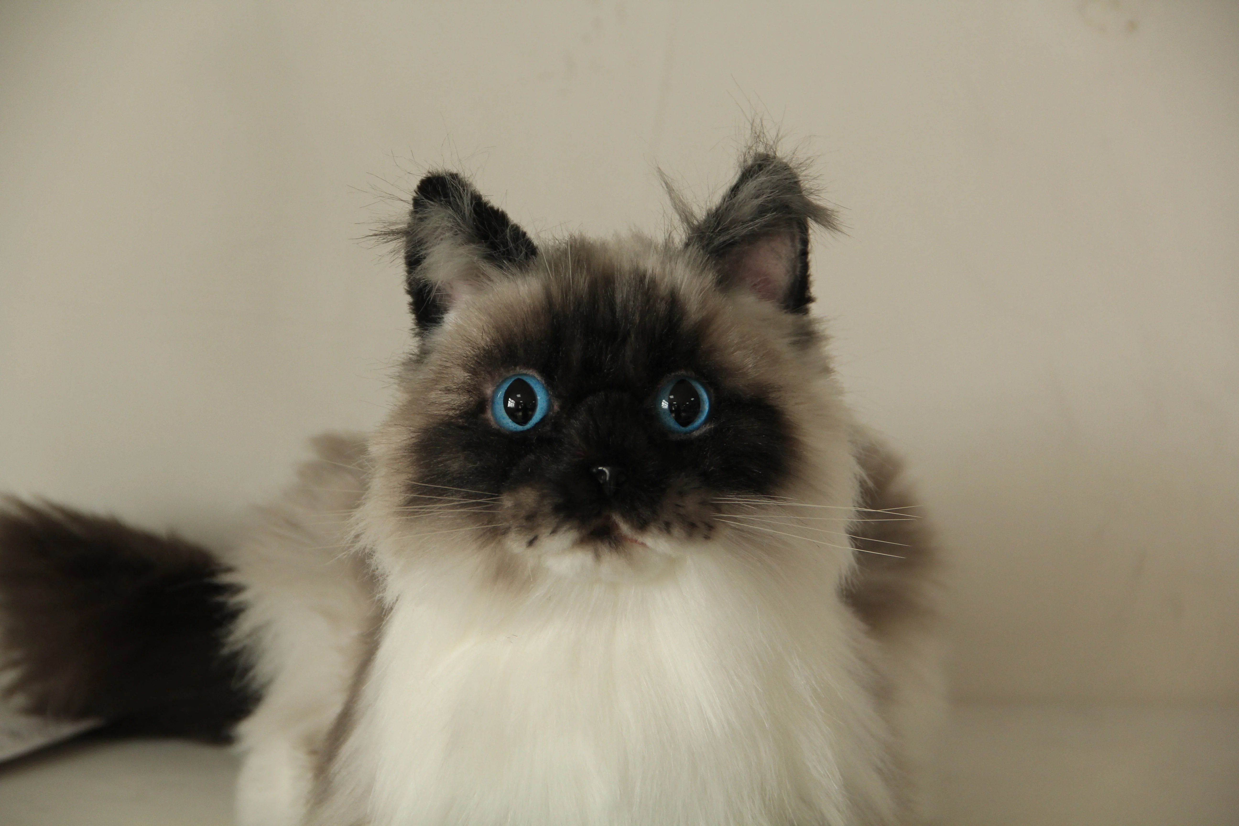 Siamese Cat Longhair MADE-TO-ORDER - Image 2
