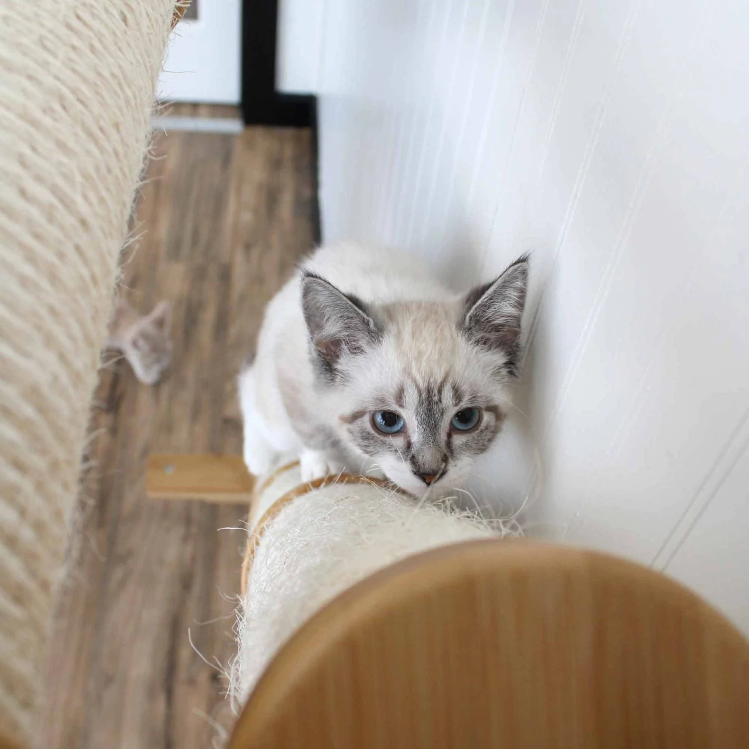 Slanted Cat Scratcher for Wall - Image 83