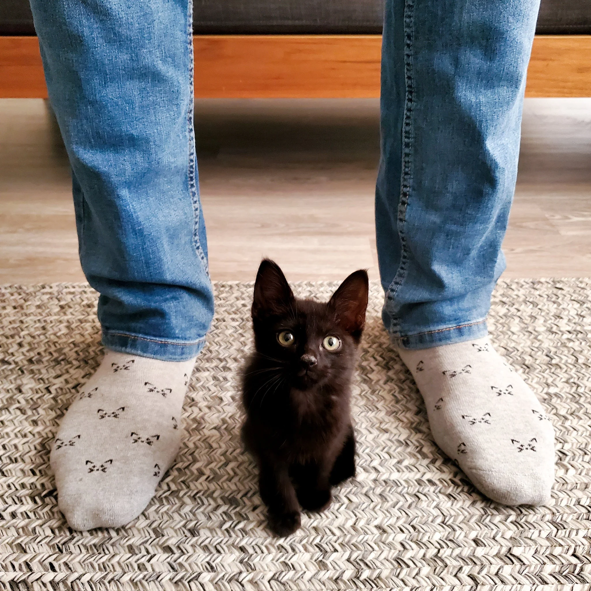 Socks that Save Cats - Image 3