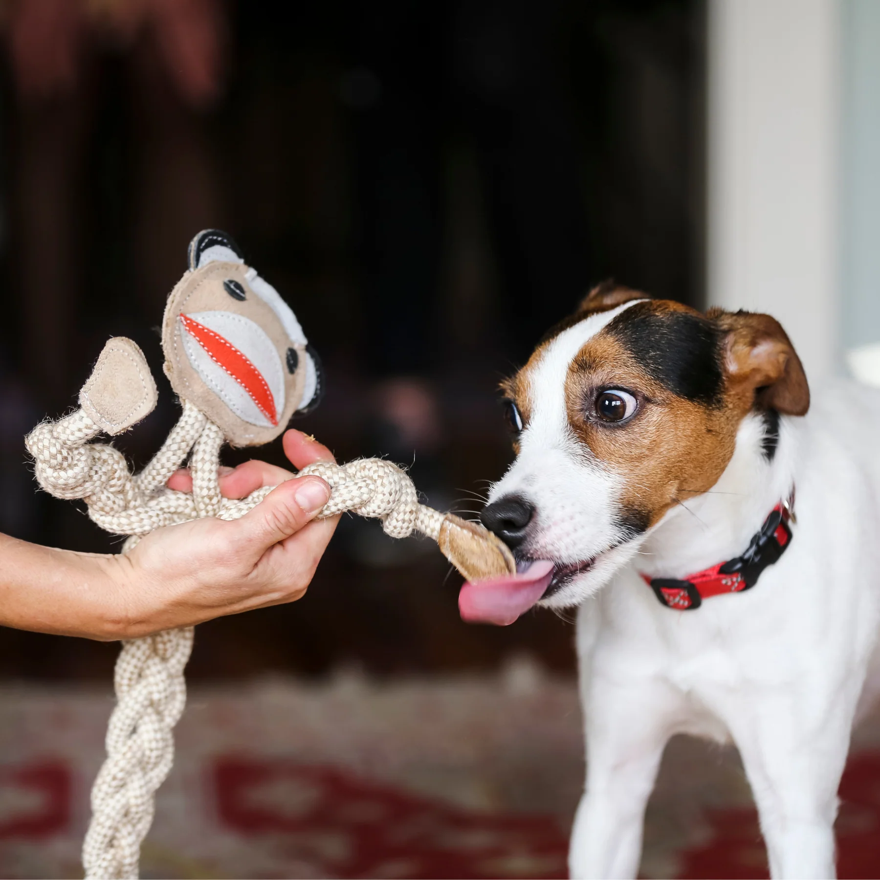 Stuey Sock Monkey Natural Rope Knottie® Dog Toy, Large (9mm rope diameter) - Image 2