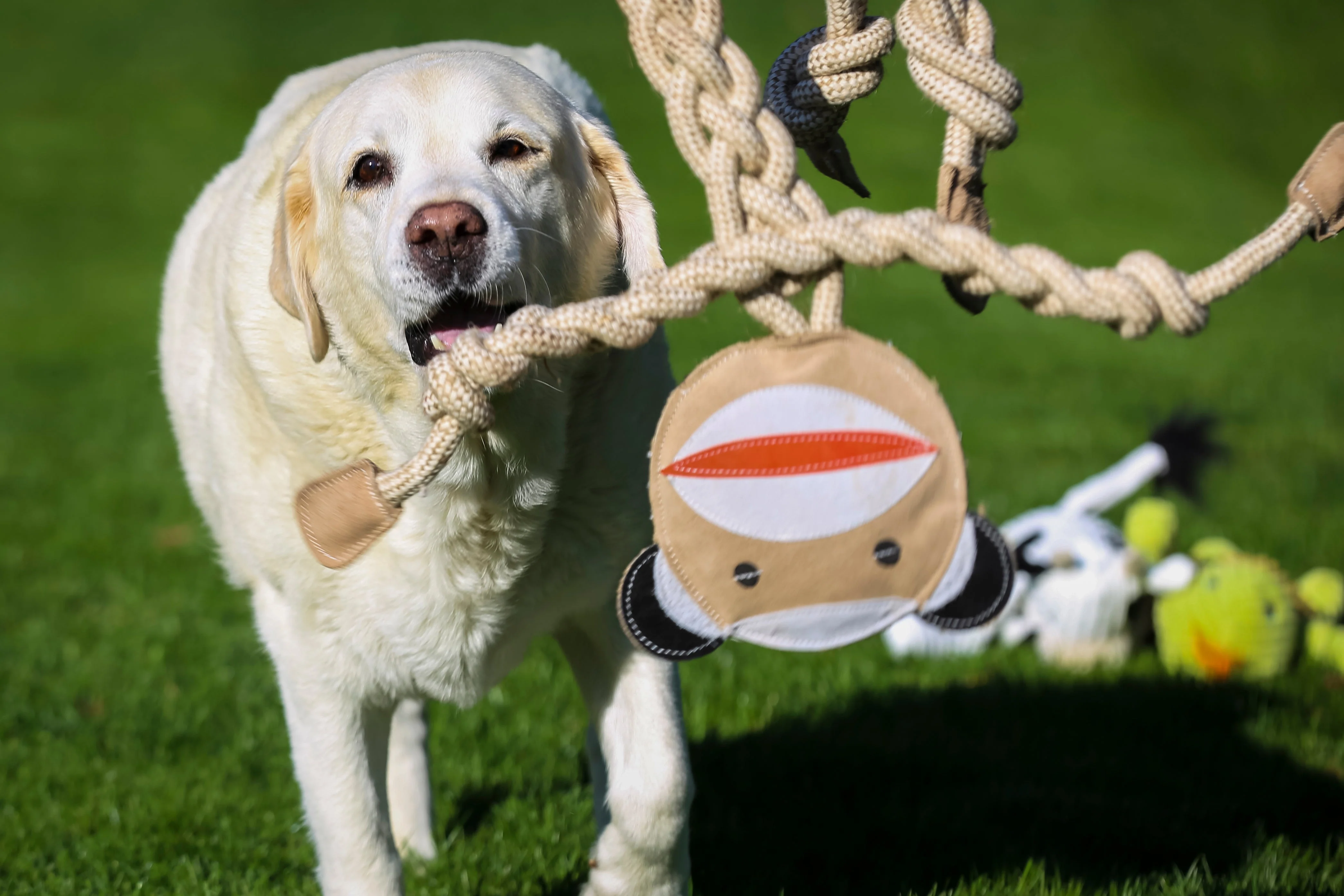 Stuey Sock Monkey Natural Rope Knottie® Dog Toy, Large (9mm rope diameter) - Image 3