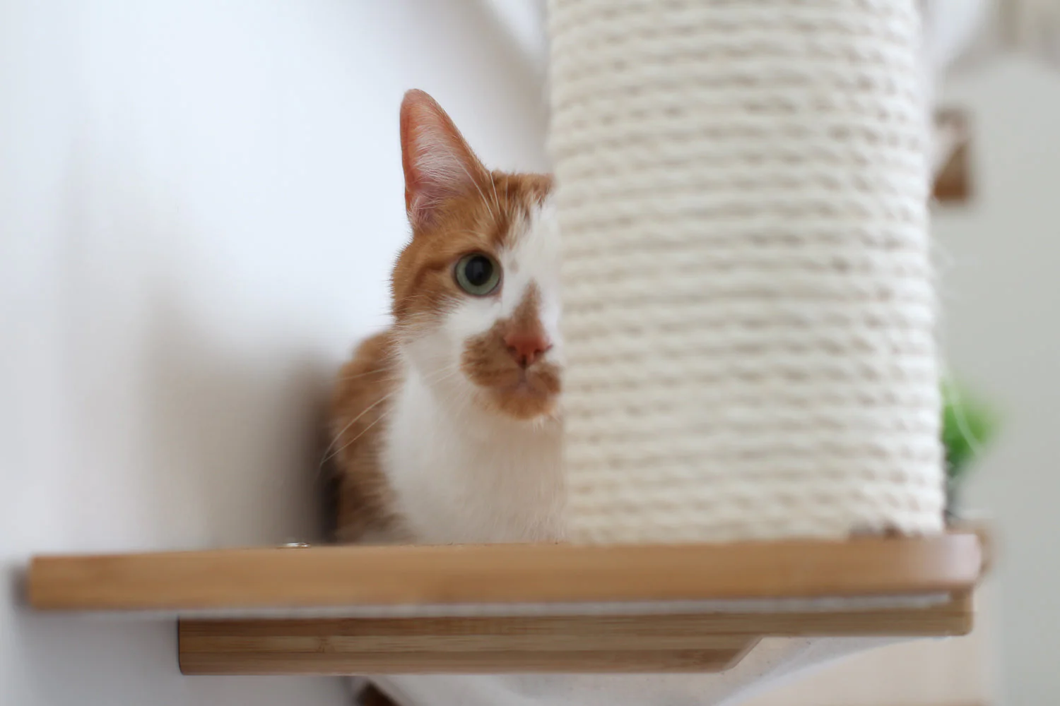 The Bunker - Multi Level Cat Tree with Perch - Image 15
