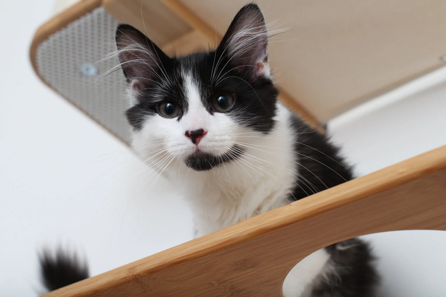 The Bunker - Multi Level Cat Tree with Perch - Image 17