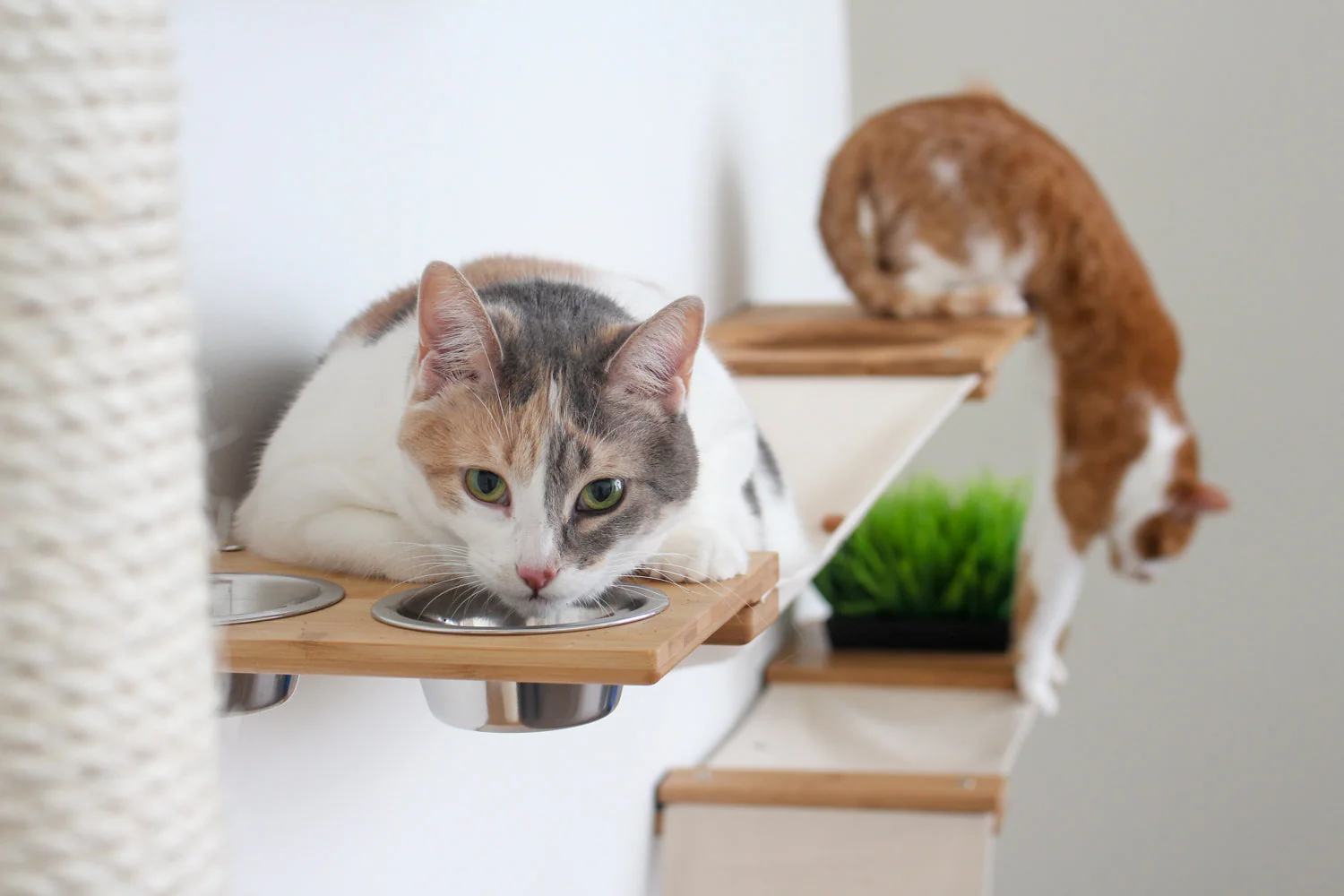 The Bunker - Multi Level Cat Tree with Perch - Image 4