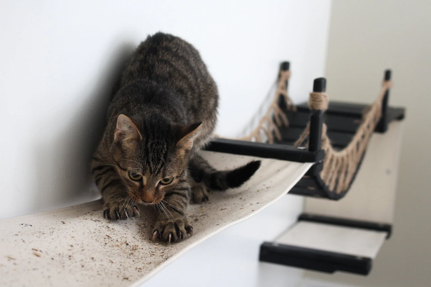 The Canyon - Our Best Cat Tree for Multiple Cats - Image 13