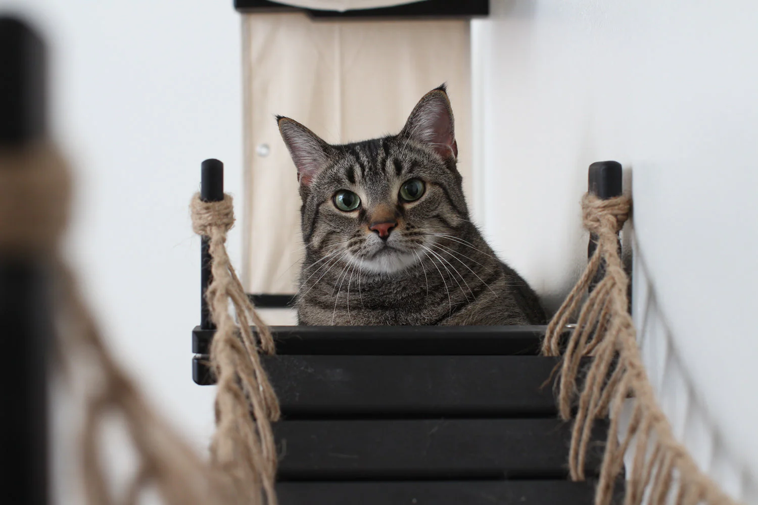 The Canyon - Our Best Cat Tree for Multiple Cats - Image 5