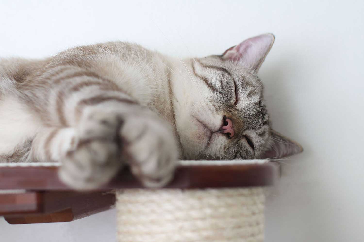 The Catacombs - Cat Tree Scratching Post System - Image 3