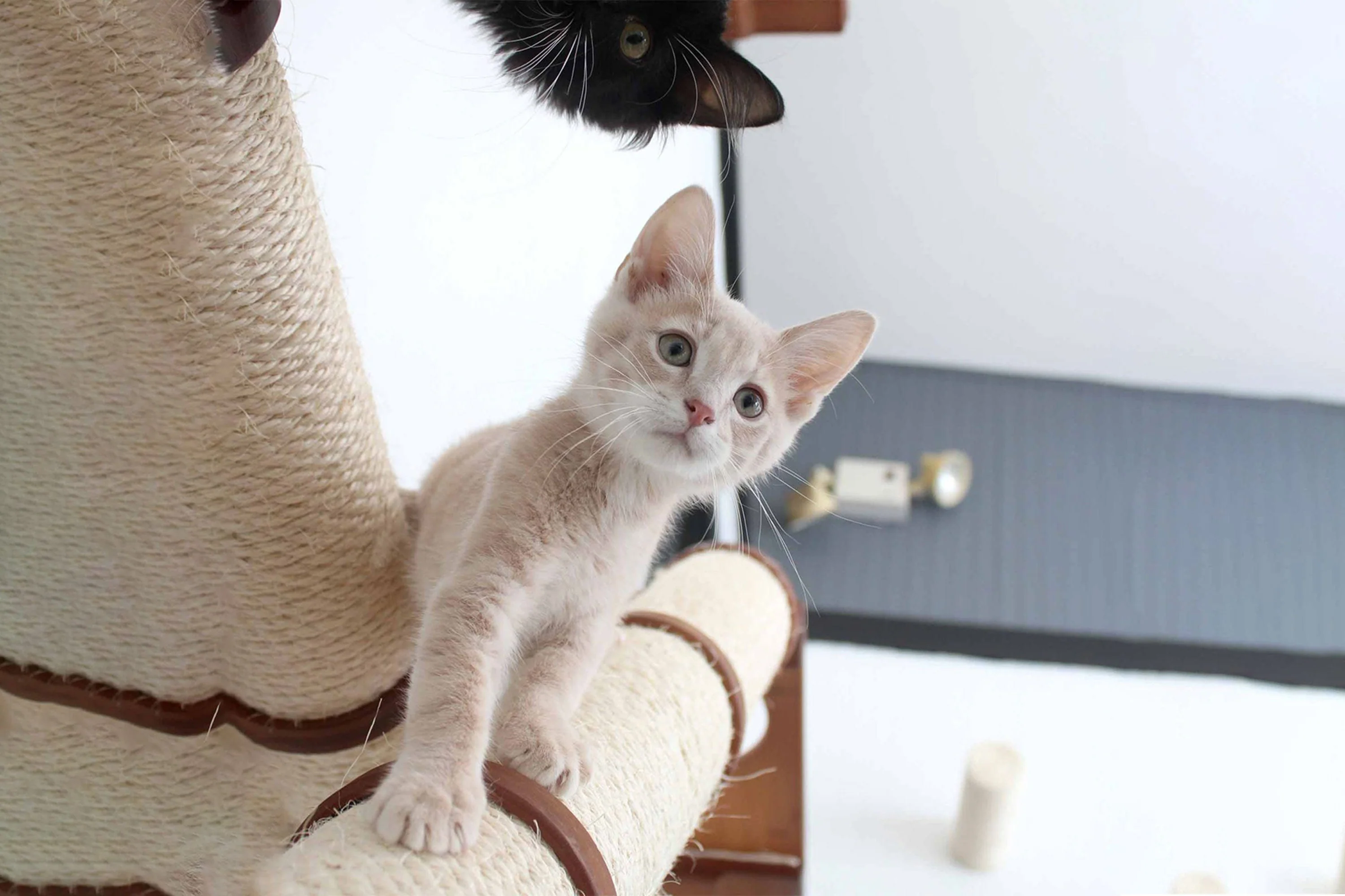 The Crossroads - Cat Wall Scratcher - Tree with Ramp - Image 2