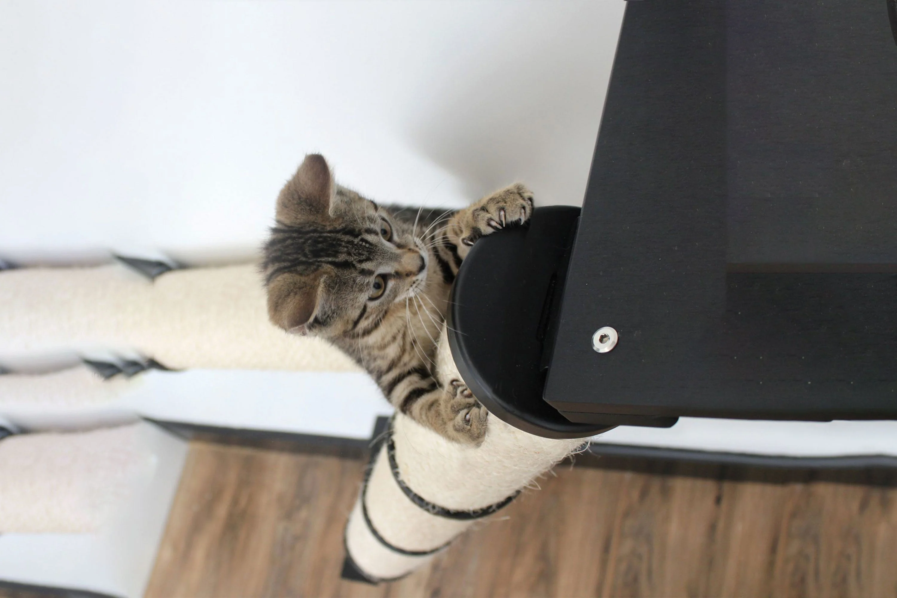 The Crossroads - Cat Wall Scratcher - Tree with Ramp - Image 7
