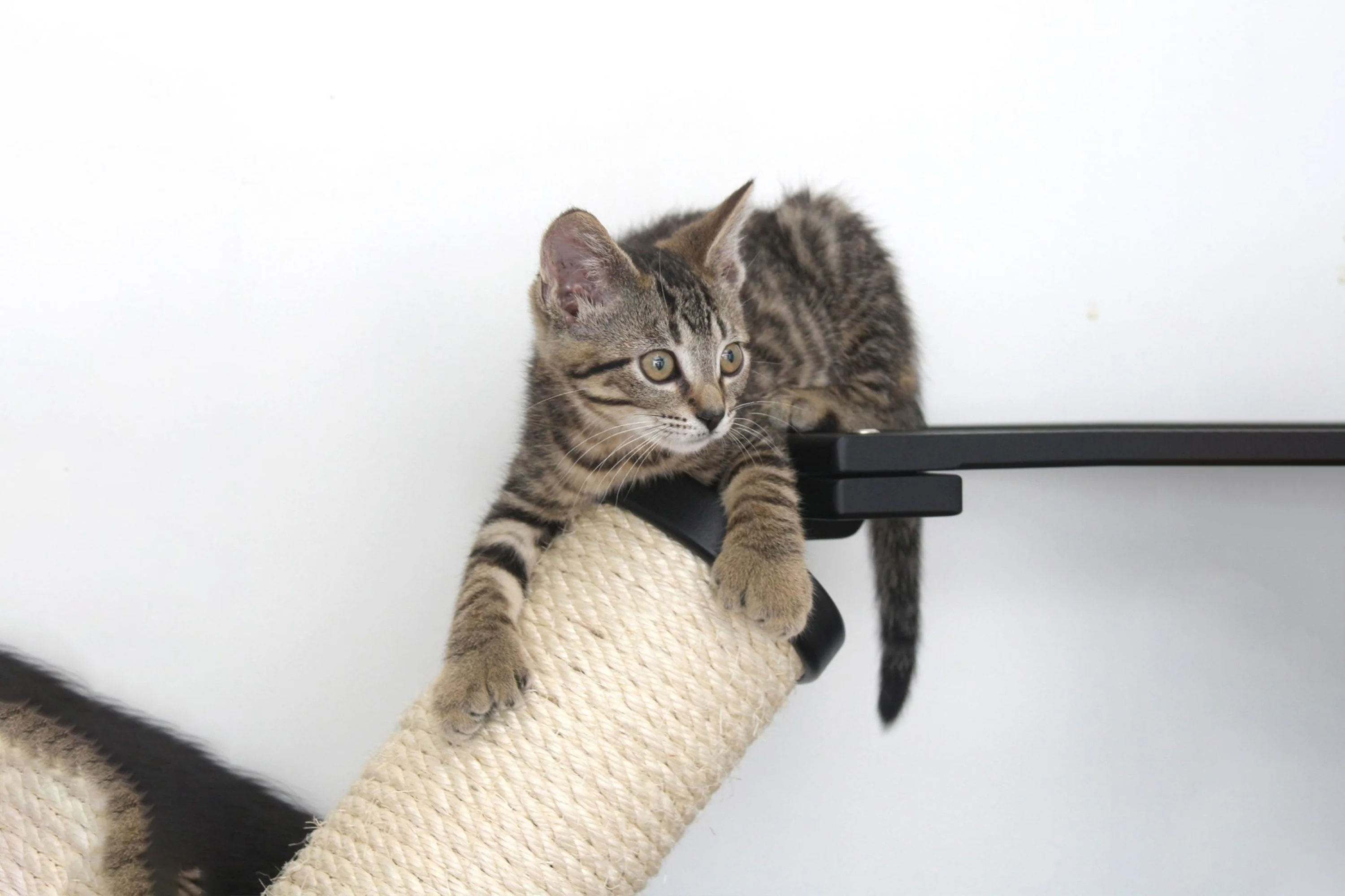 The Crossroads - Cat Wall Scratcher - Tree with Ramp - Image 9