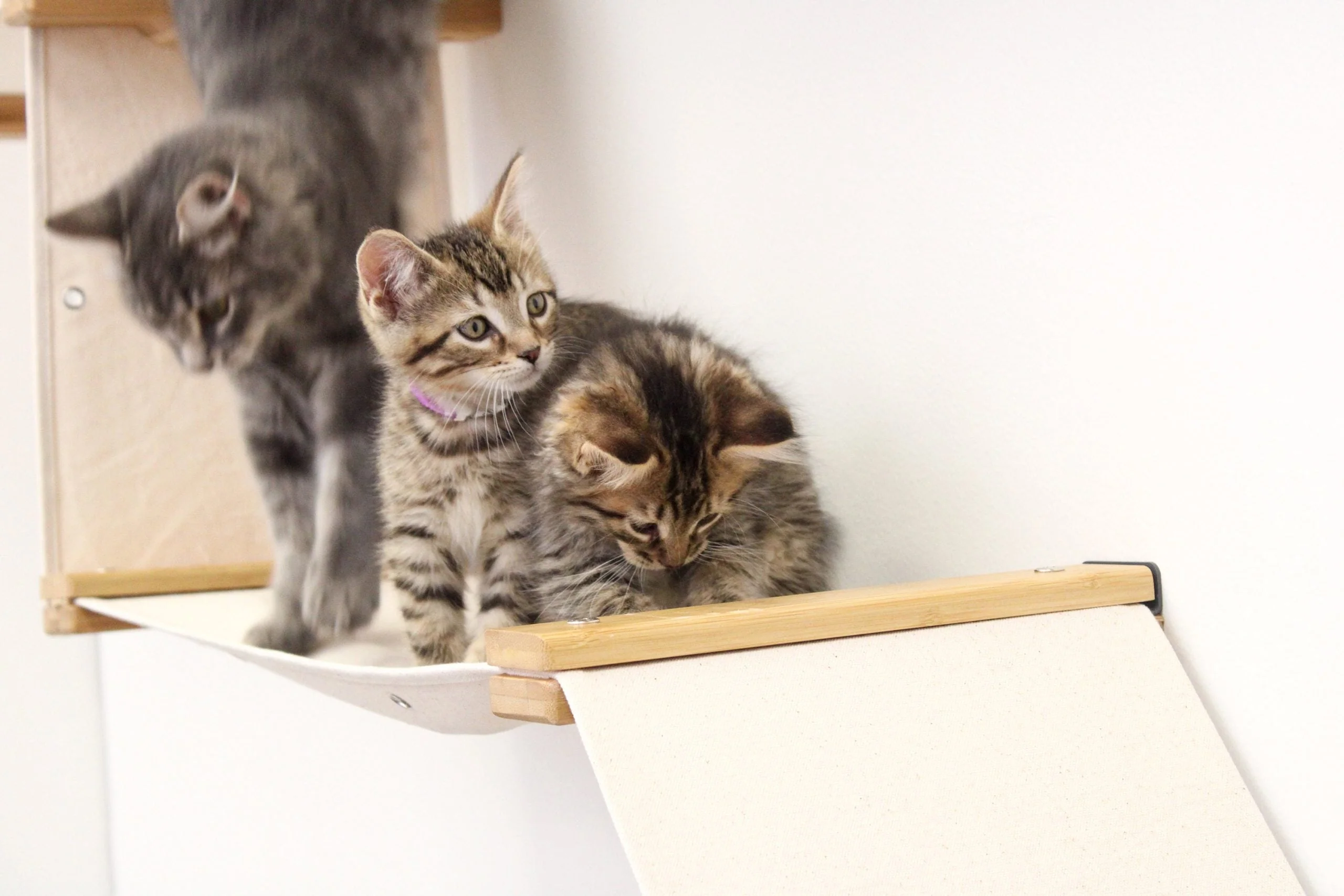 The Deluxe Cat Fort - Modern Cat Condo - Image 3