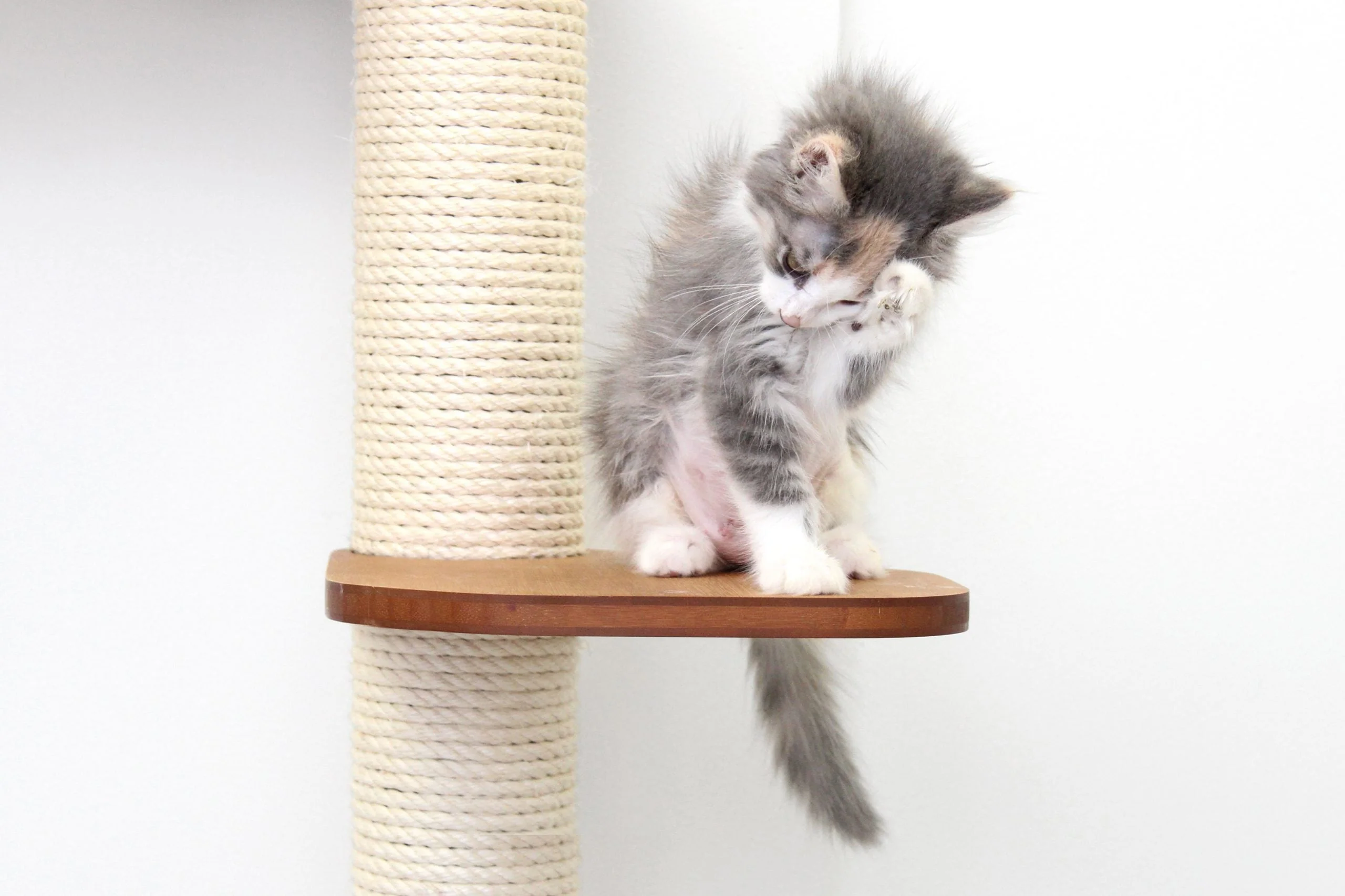 The Deluxe Cat Fort - Modern Cat Condo - Image 7