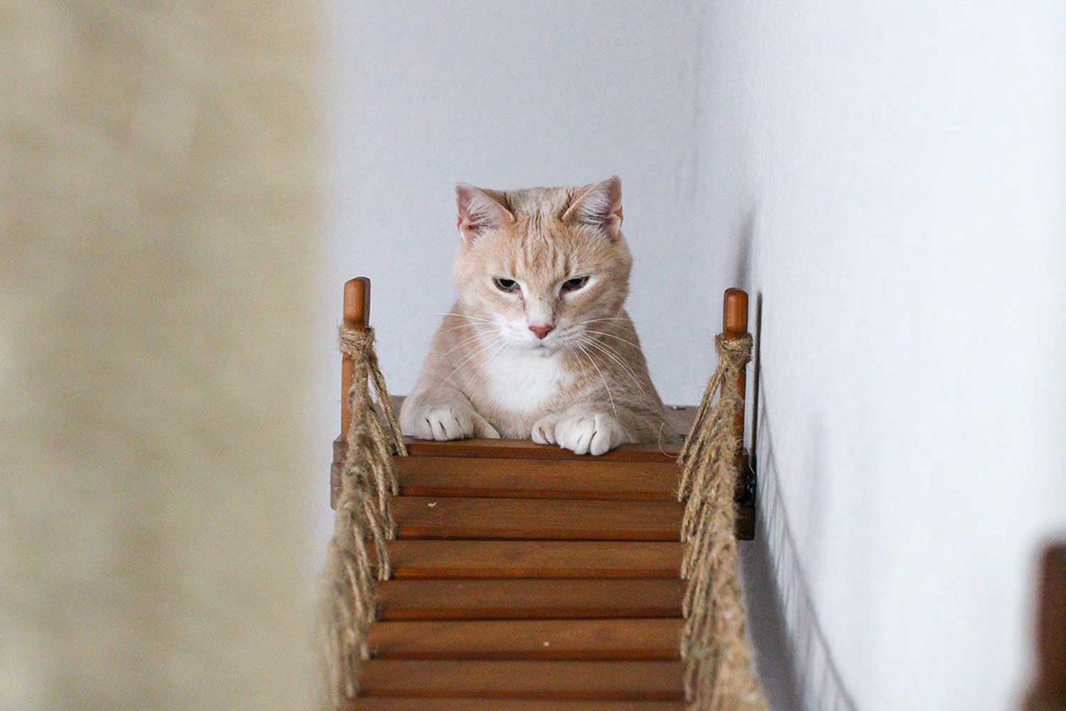 The Expedition - Cat Jungle Gym Wall System - Image 5