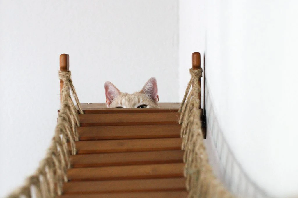 The Expedition - Cat Jungle Gym Wall System - Image 6