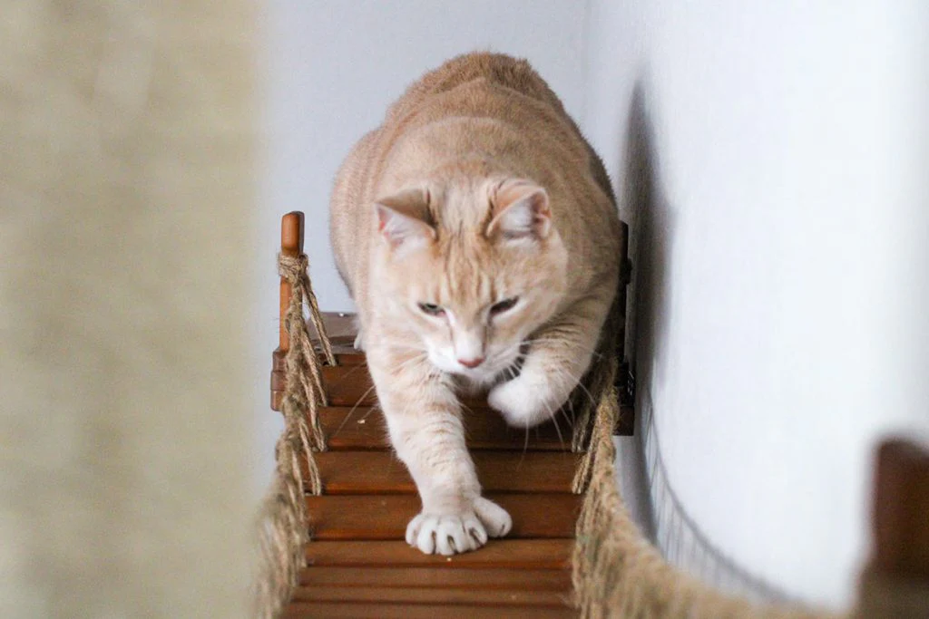 The Expedition - Cat Jungle Gym Wall System - Image 7