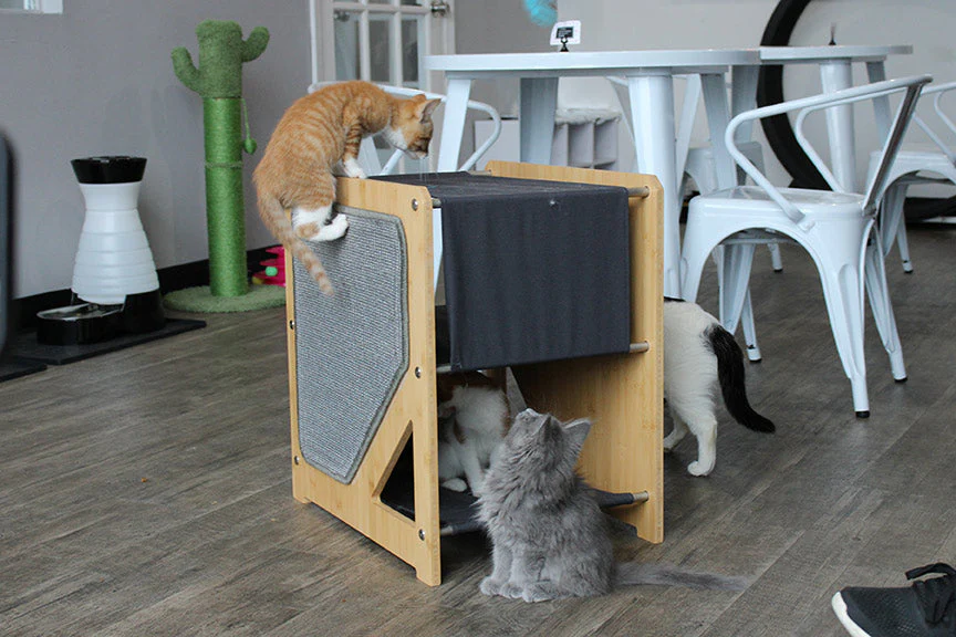 The Grotto - Short Cat Tree for Small Spaces - Image 5