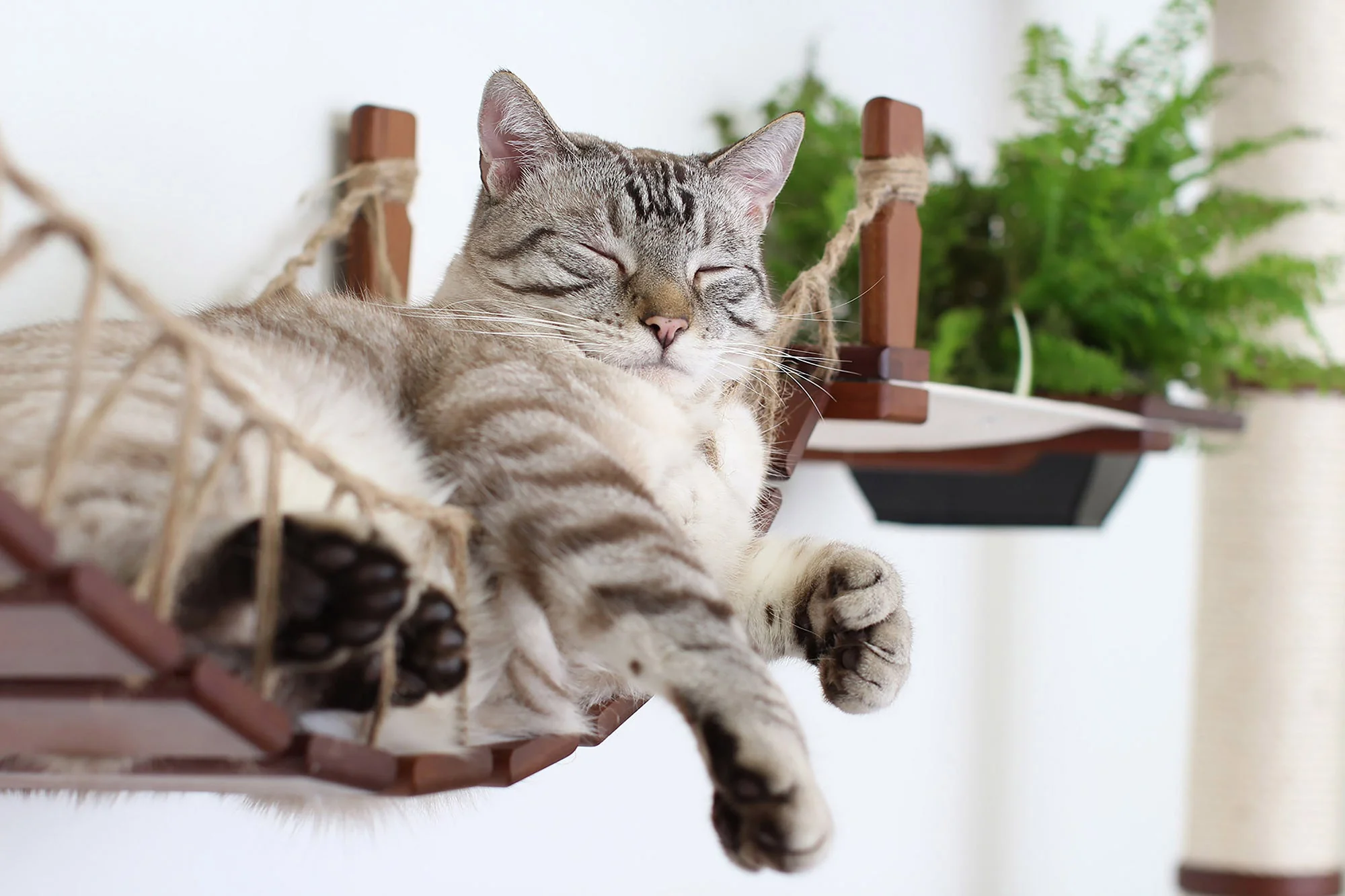The Juggernaut - Indoor Cat Playground for Wall - Image 3