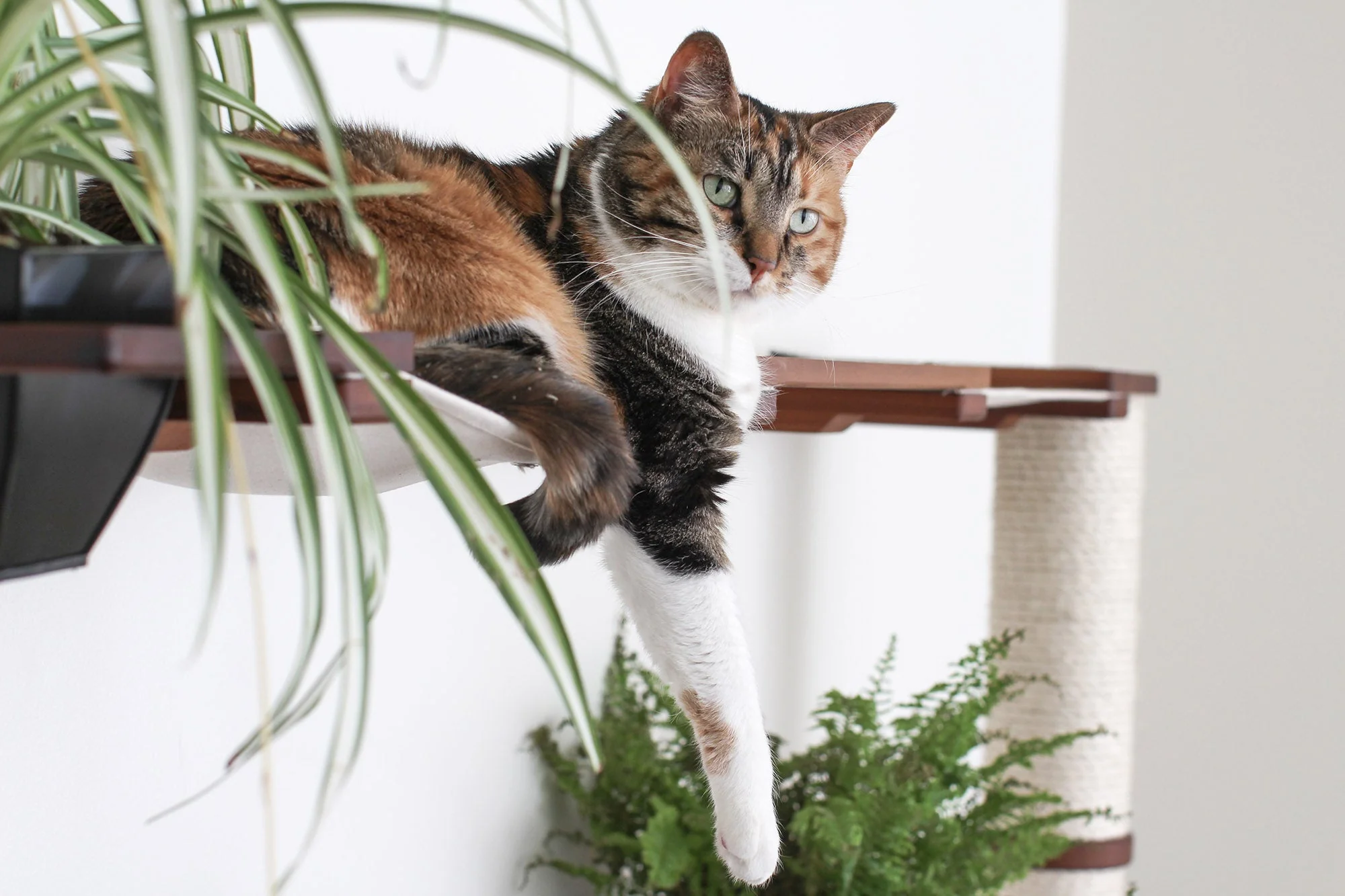 The Juggernaut - Indoor Cat Playground for Wall - Image 5