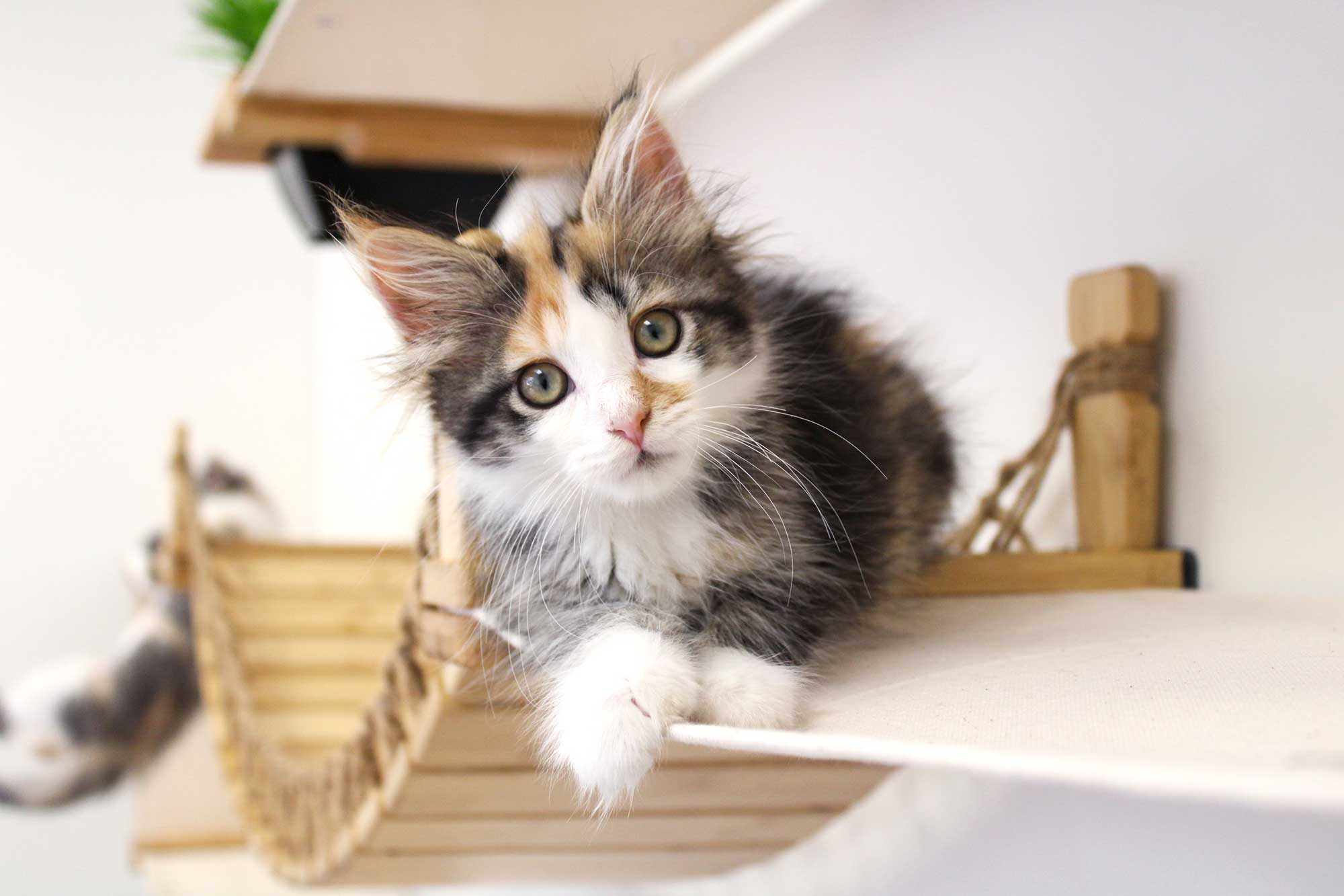 The Juggernaut - Indoor Cat Playground for Wall - Image 7