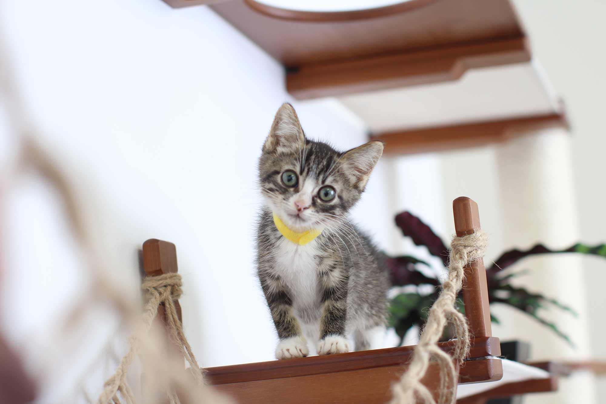 The Juggernaut - Indoor Cat Playground for Wall - Image 9