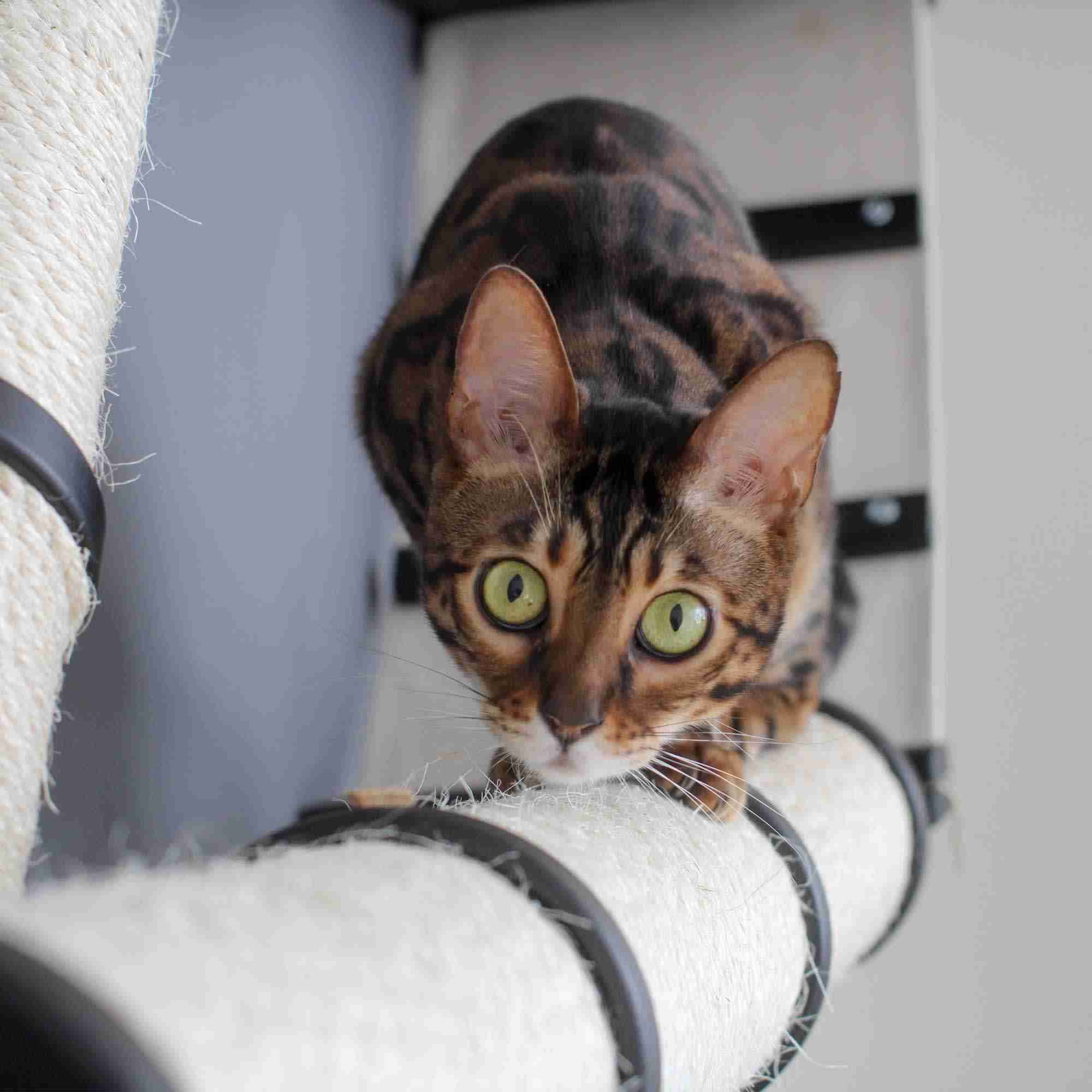 The Plateau - Horizontal Cat Scratcher Bed Set - Image 11
