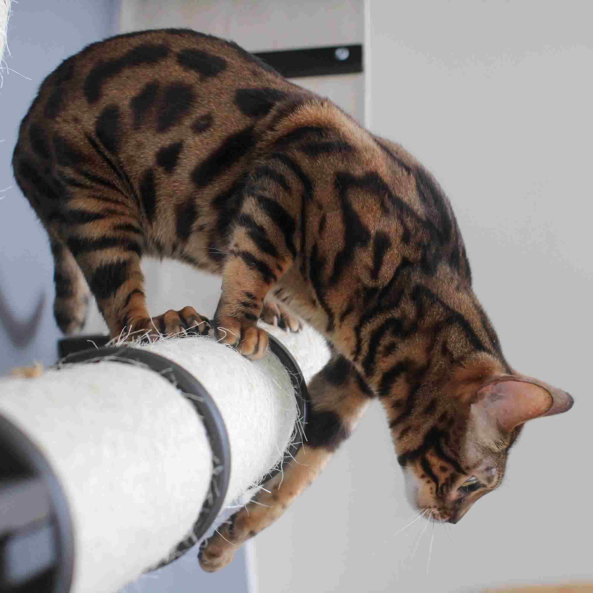 The Plateau - Horizontal Cat Scratcher Bed Set - Image 12