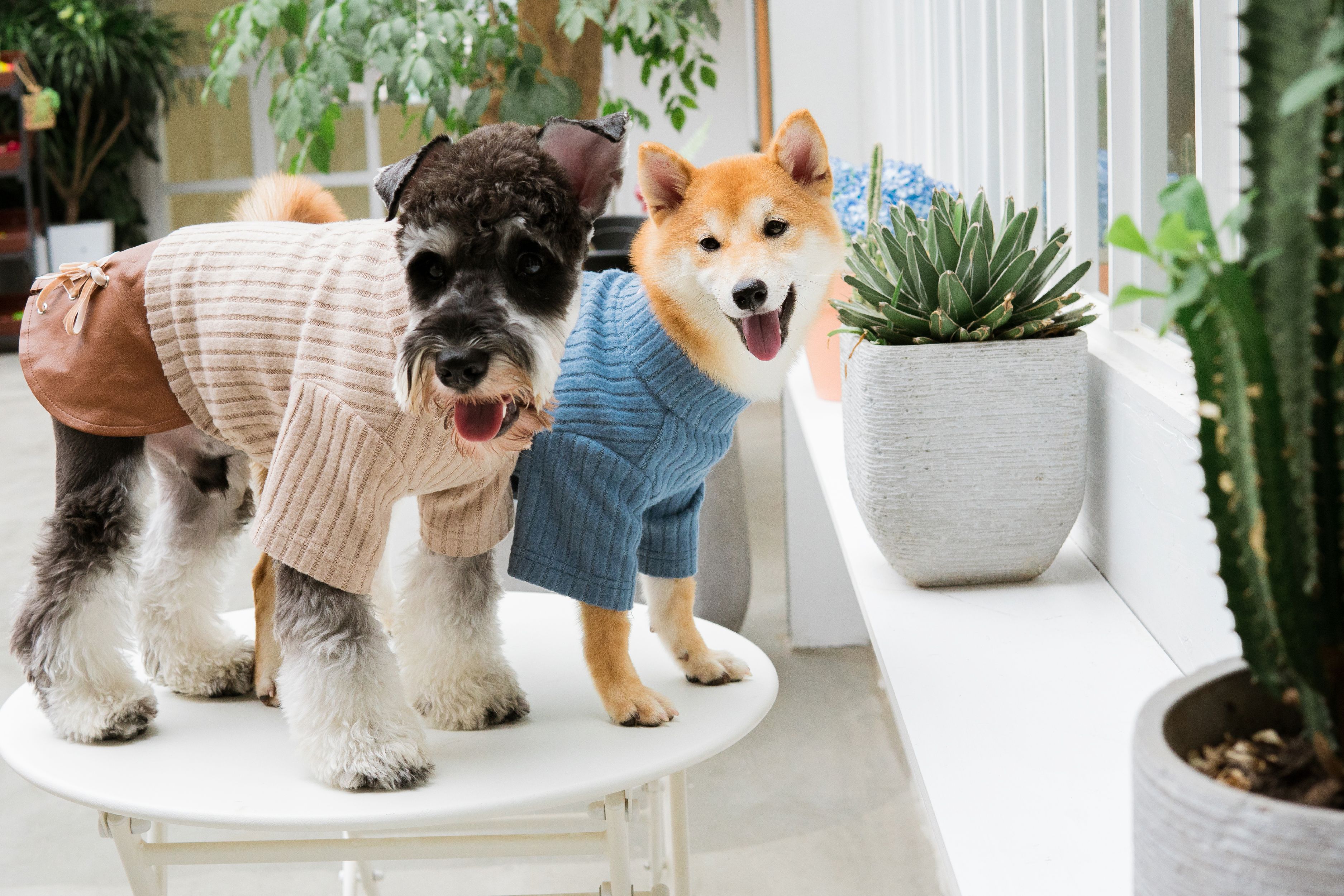 Touchdog ® 'Modress' Fashion Designer Dog Sweater and Dress - Image 3