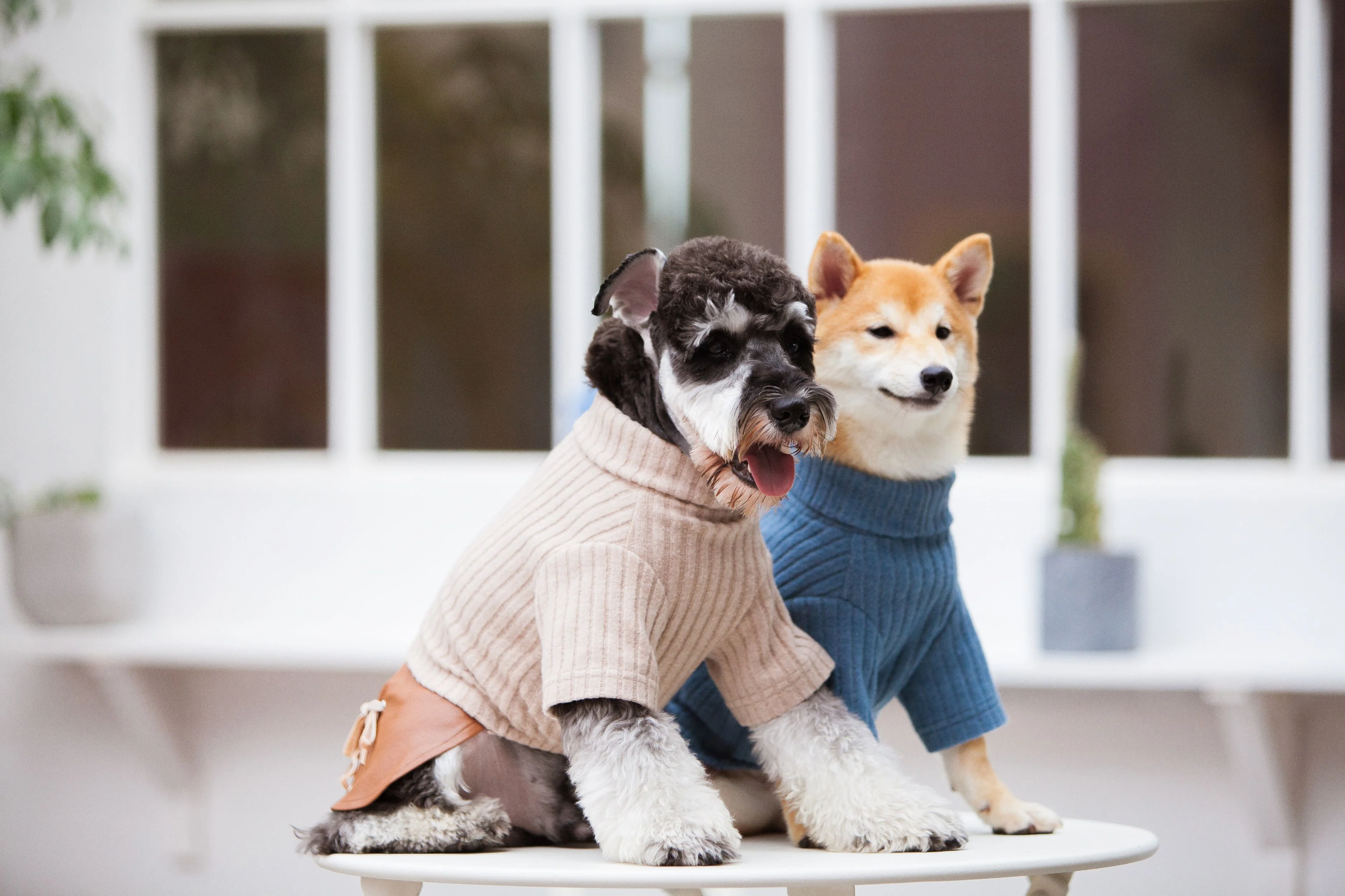Touchdog ® 'Modress' Fashion Designer Dog Sweater and Dress - Image 4