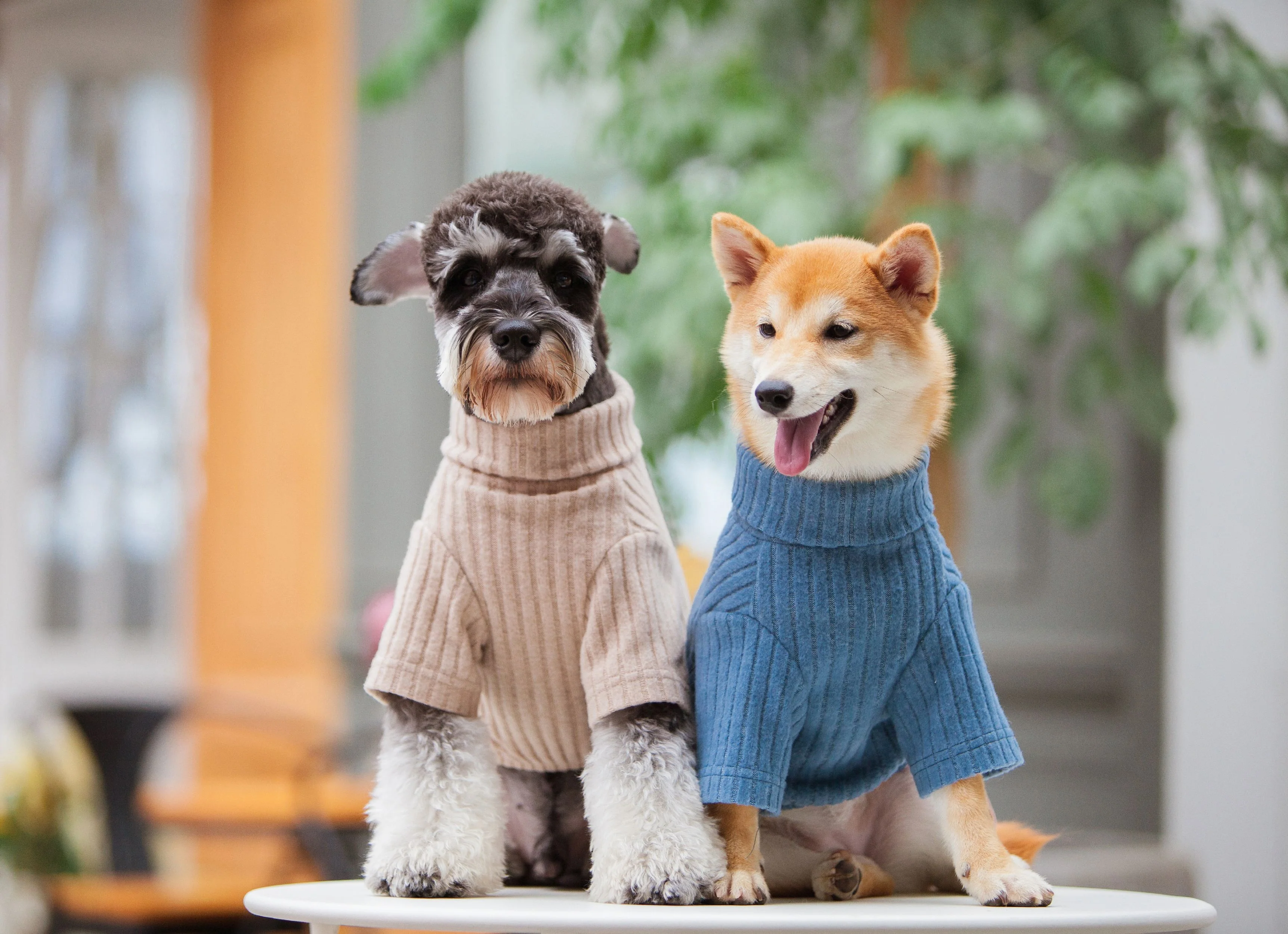 Touchdog ® 'Modress' Fashion Designer Dog Sweater and Dress - Image 5