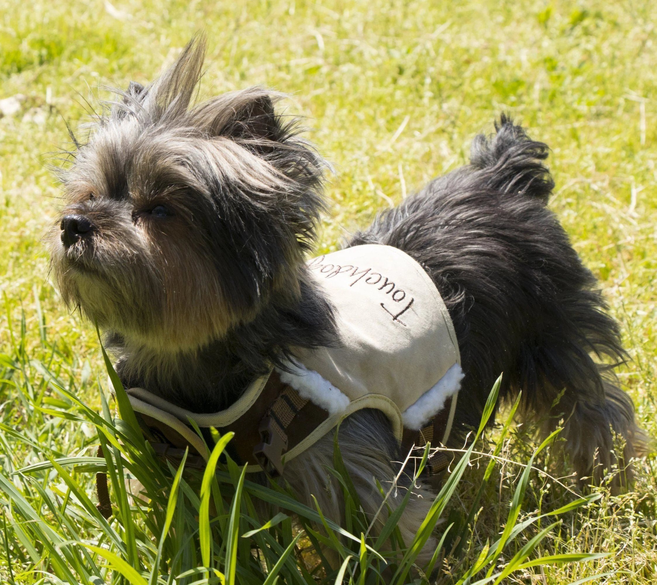Touchdog ® 'Tough-Boutique' 2-in-1 Adjustable Fashion Dog Harness and Leash - Image 12