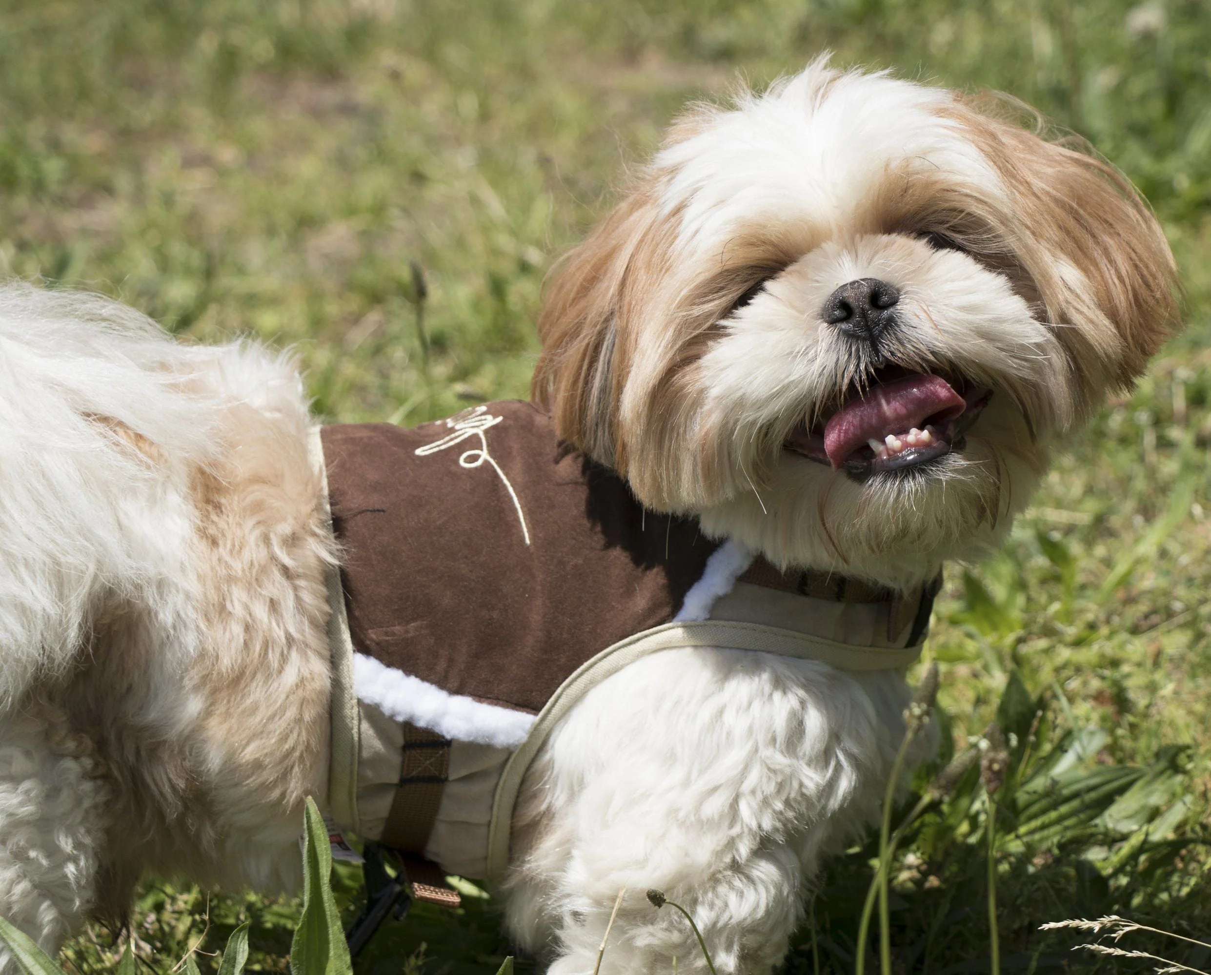 Touchdog ® 'Tough-Boutique' 2-in-1 Adjustable Fashion Dog Harness and Leash - Image 23