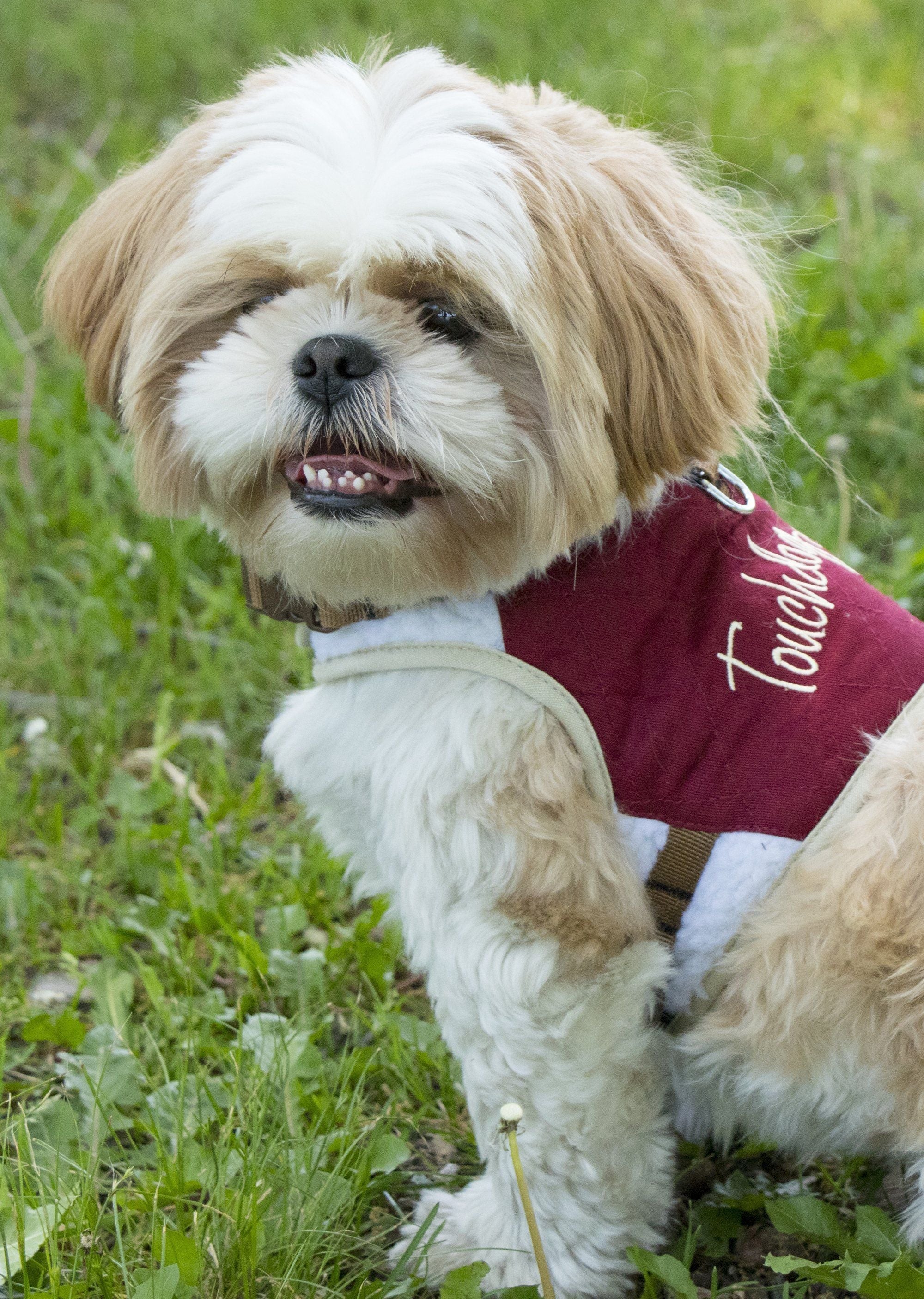 Touchdog ® 'Tough-Boutique' 2-in-1 Adjustable Fashion Dog Harness and Leash - Image 24