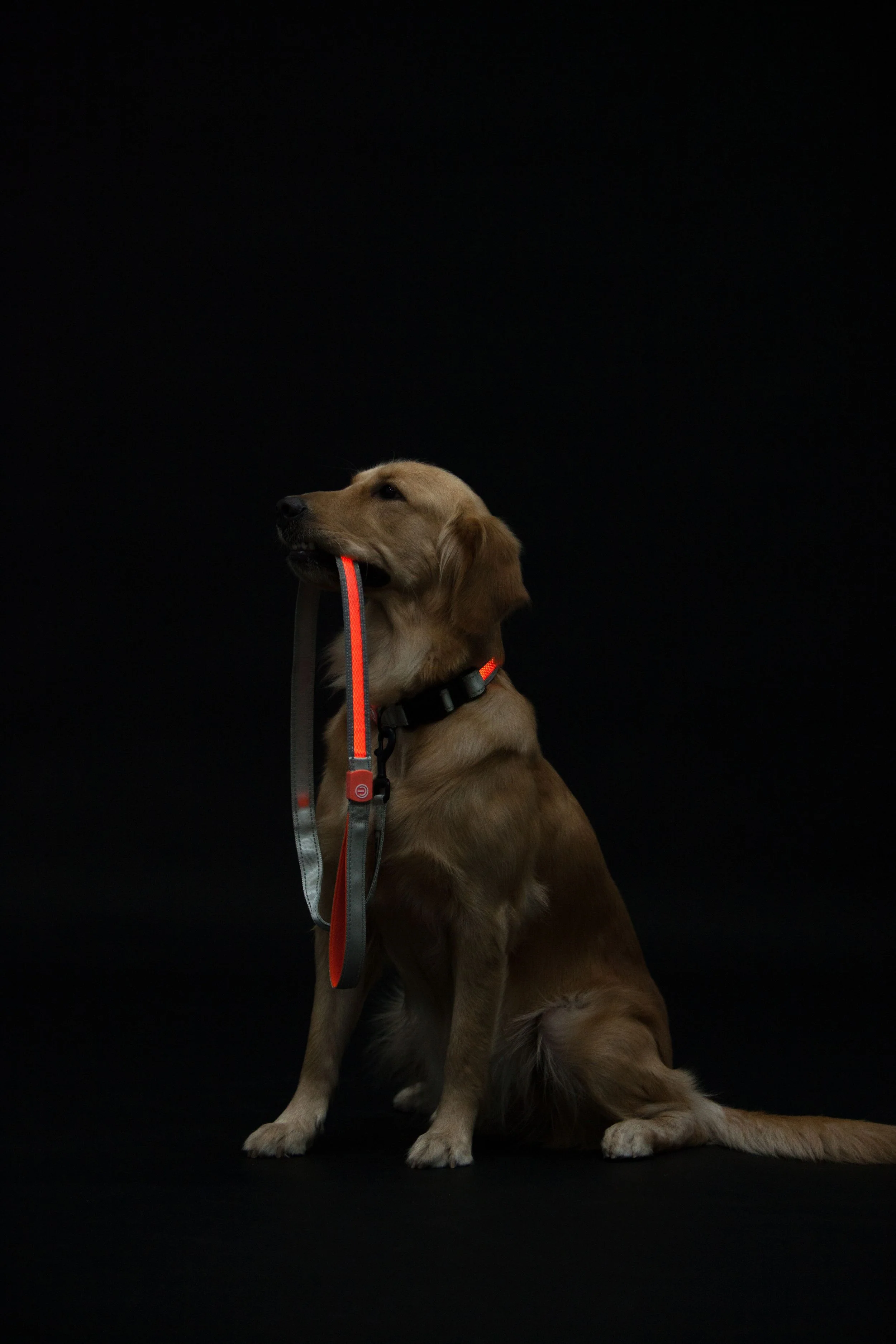Touchdog ®'Lumiglow' 2-in-1 USB Charging LED Lighting Water-Resistant Dog Leash and Collar - Image 4