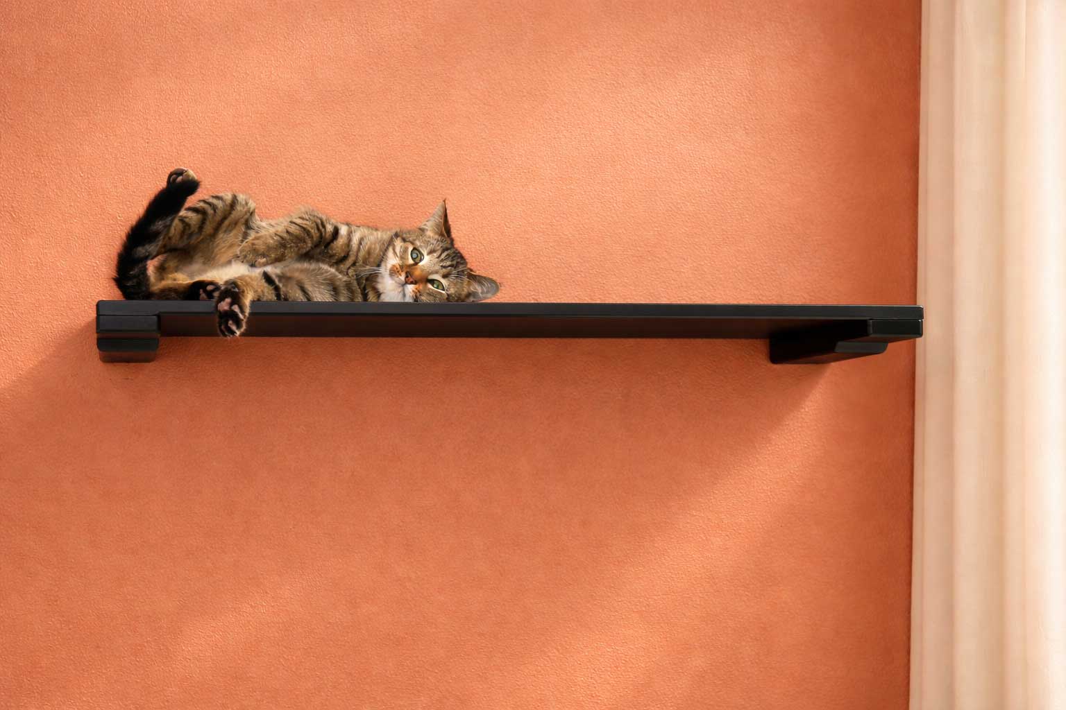 Wall Mounted Cat Shelf